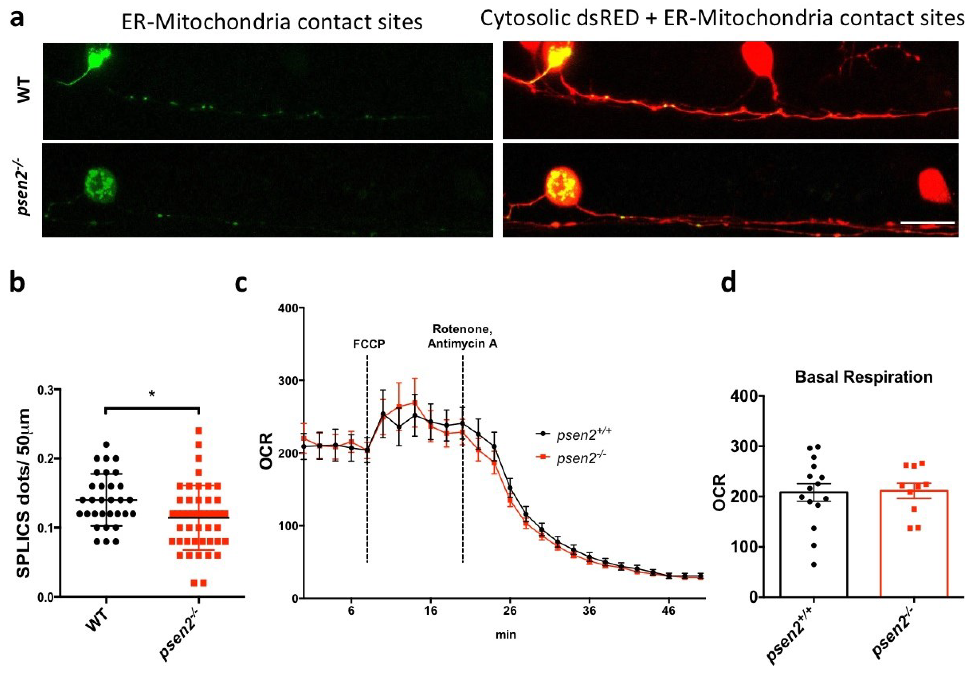Cells 12 00376 g004 Cells 12 00376 g004