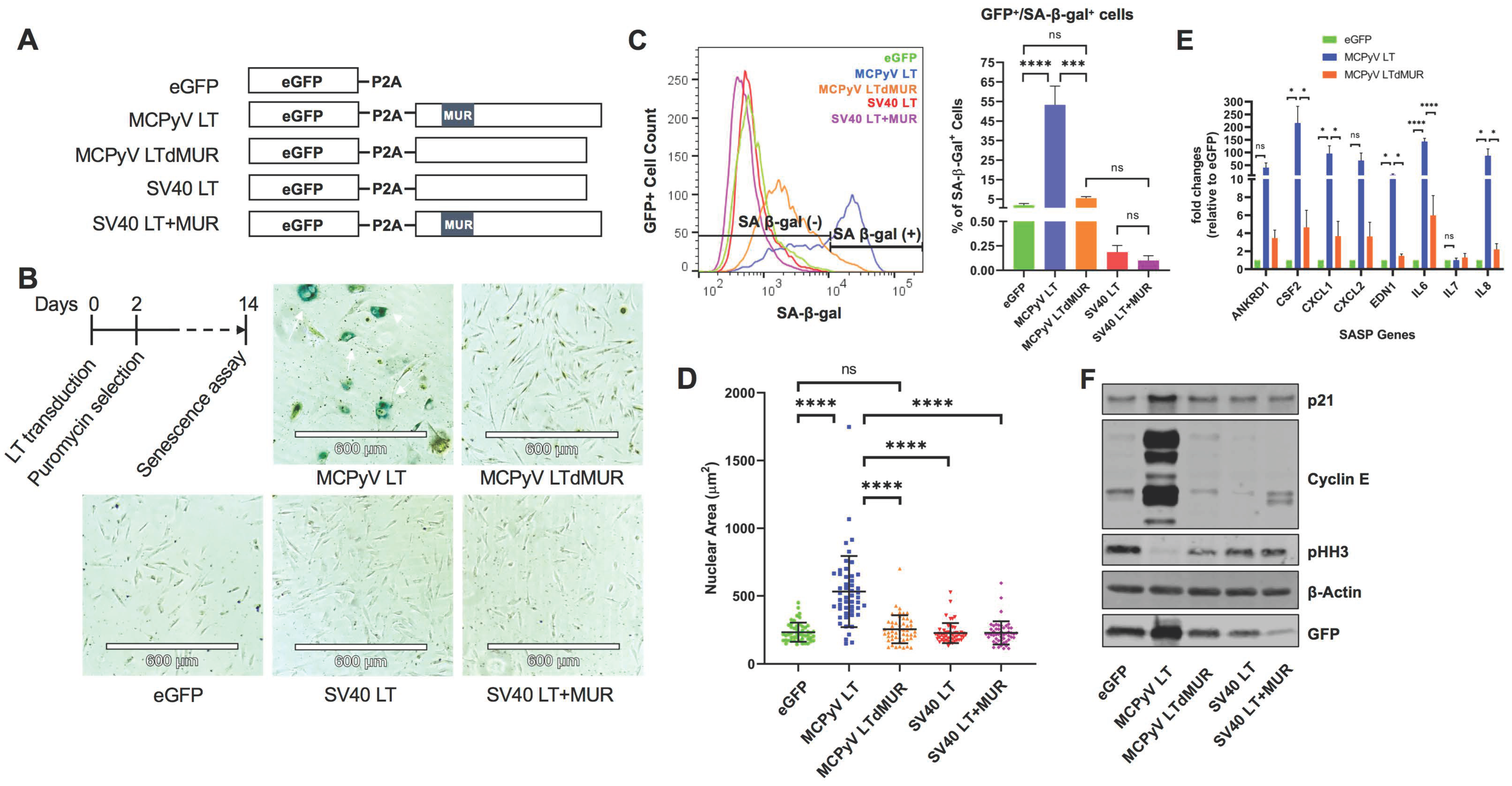 Cells 12 00380 g001 Cells 12 00380 g001