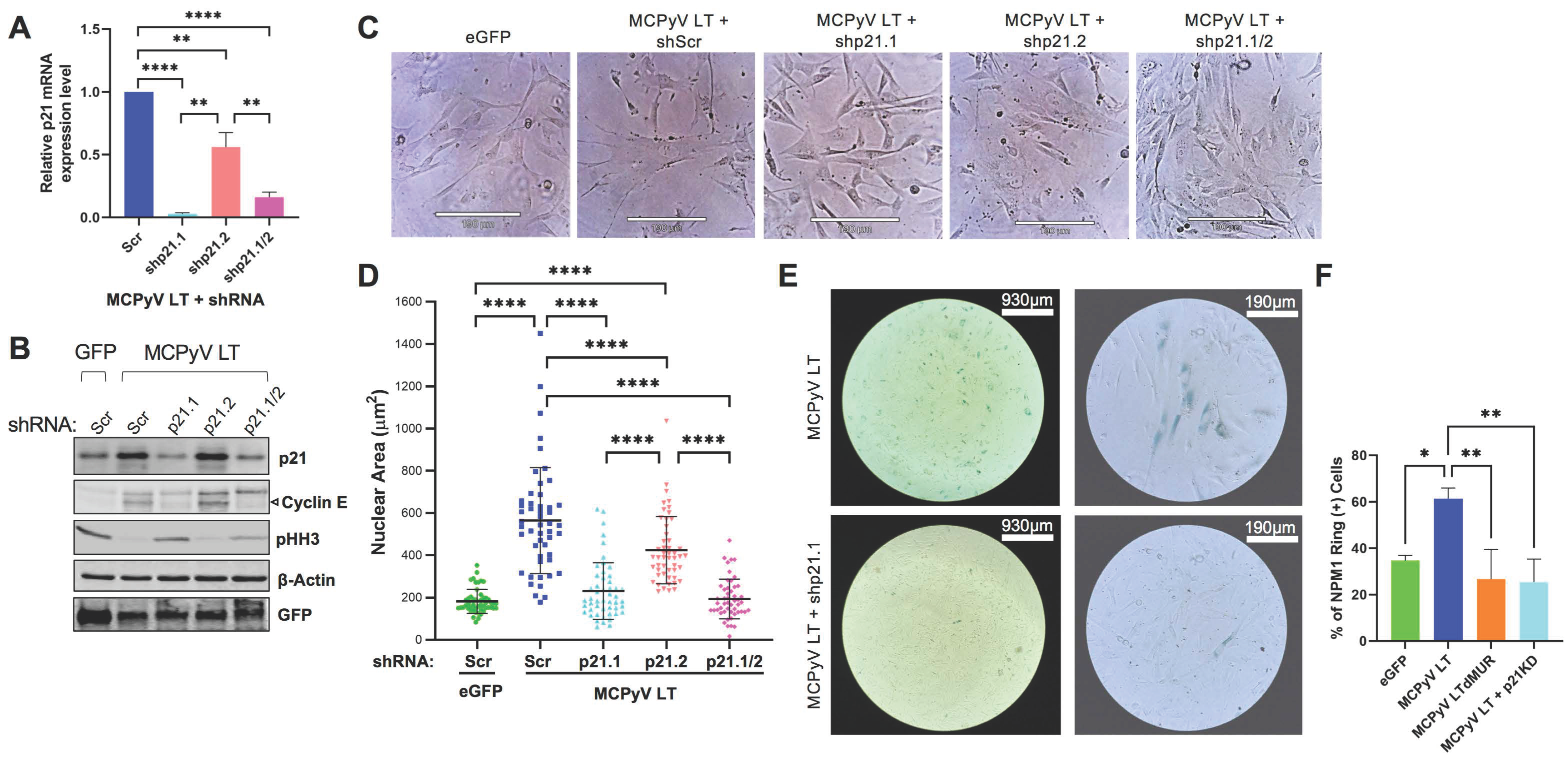 Cells 12 00380 g003 Cells 12 00380 g003