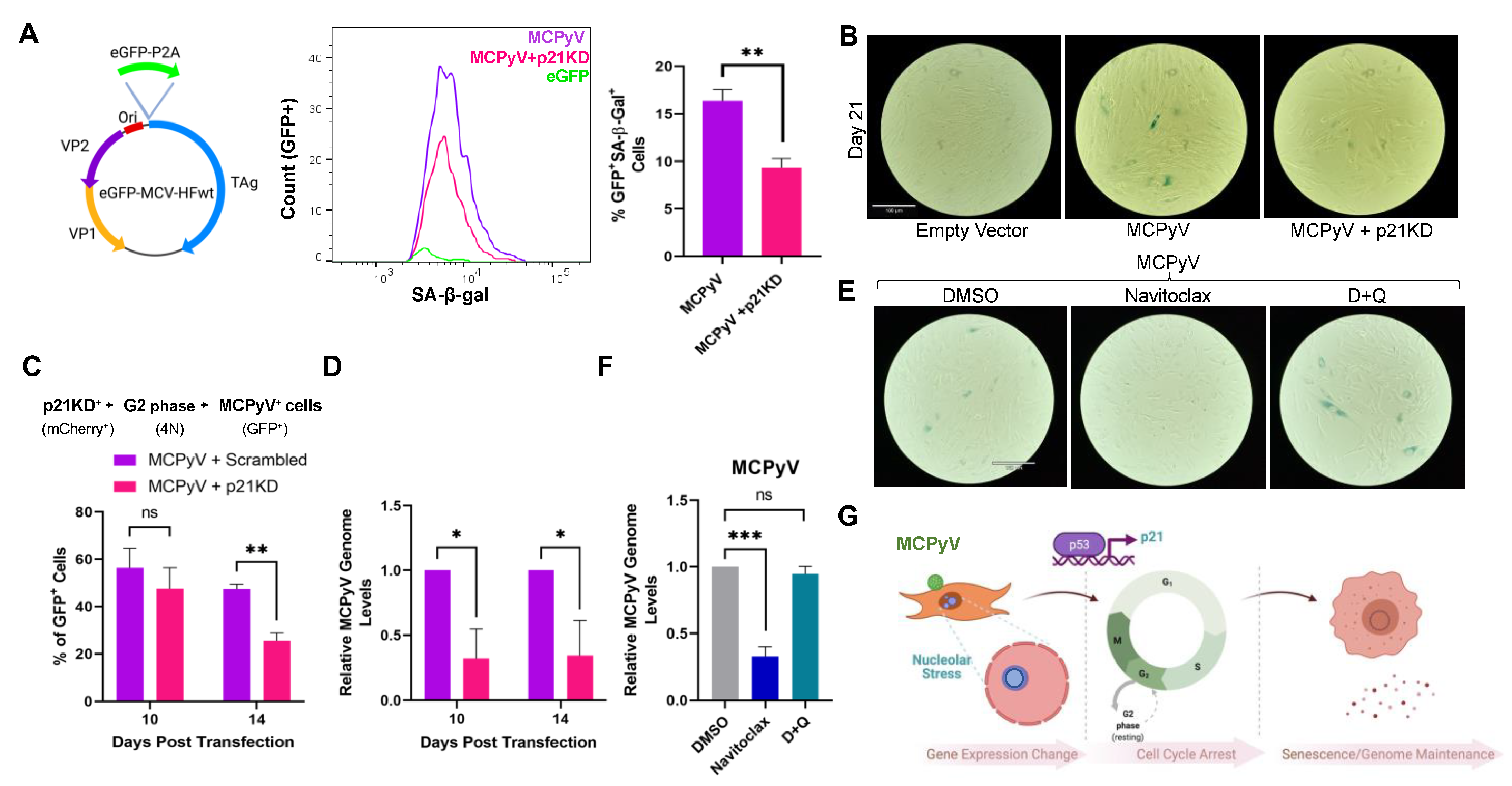 Cells 12 00380 g006 Cells 12 00380 g006