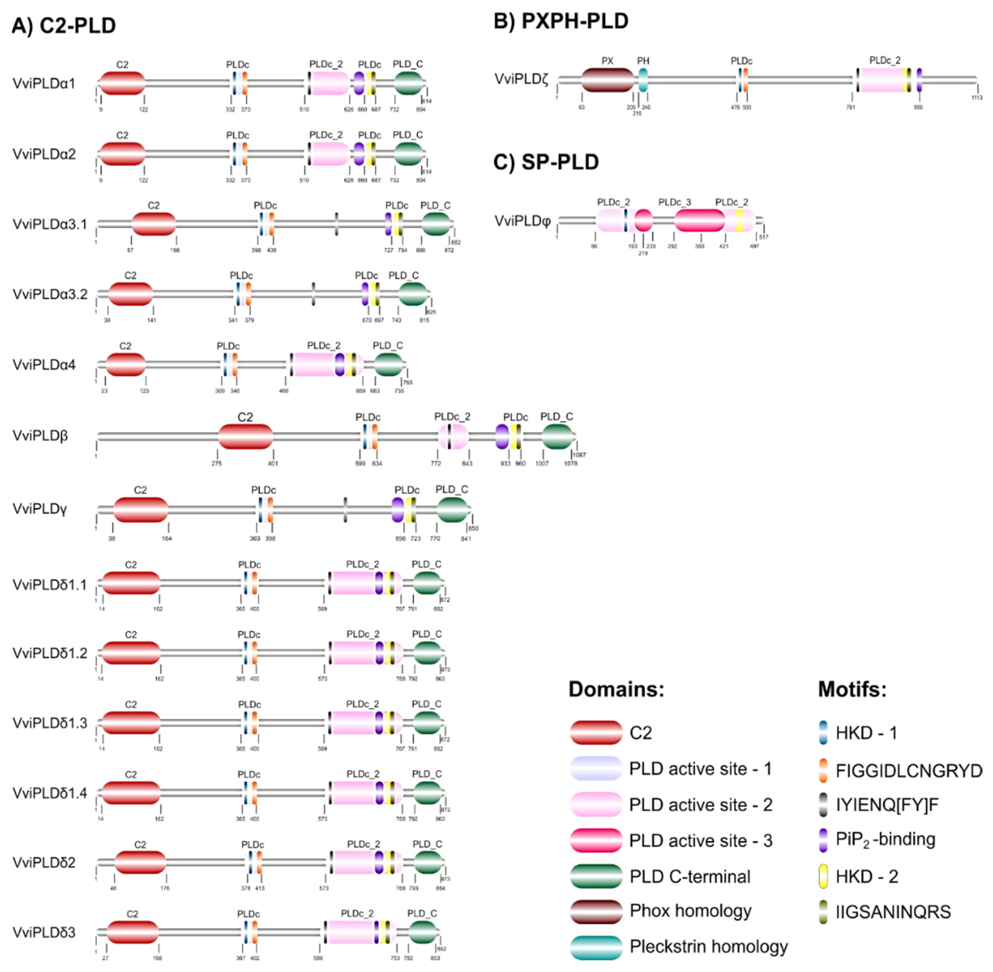 Cells 12 00394 g004 Cells 12 00394 g004