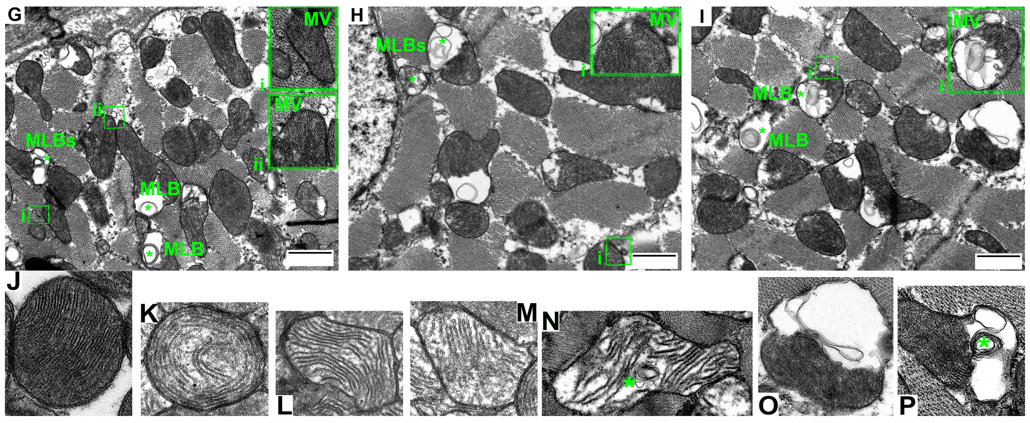 Cells 12 00396 g001b Cells 12 00396 g001b