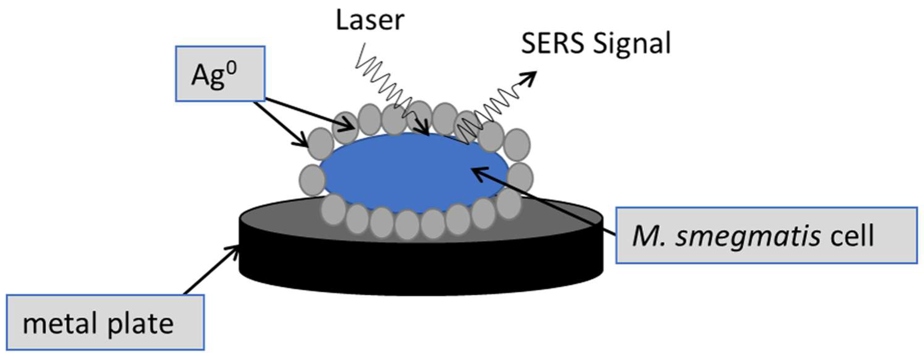 Cells 12 00397 g003 Cells 12 00397 g003