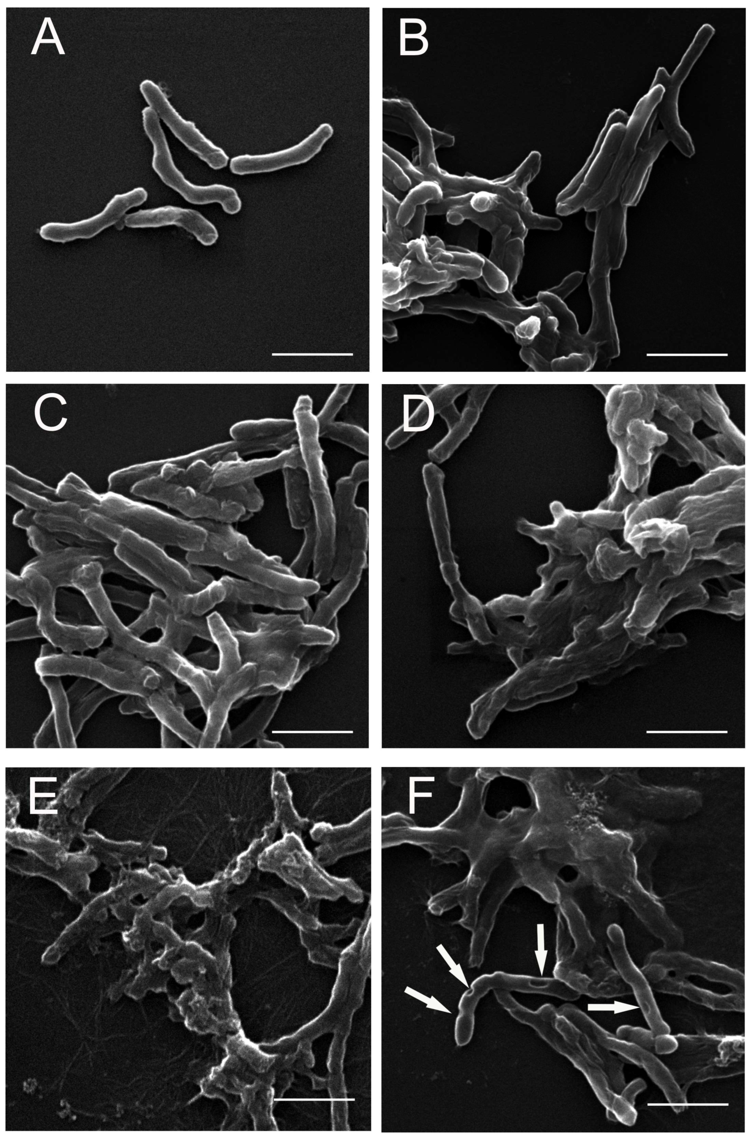 Cells 12 00397 g005 Cells 12 00397 g005