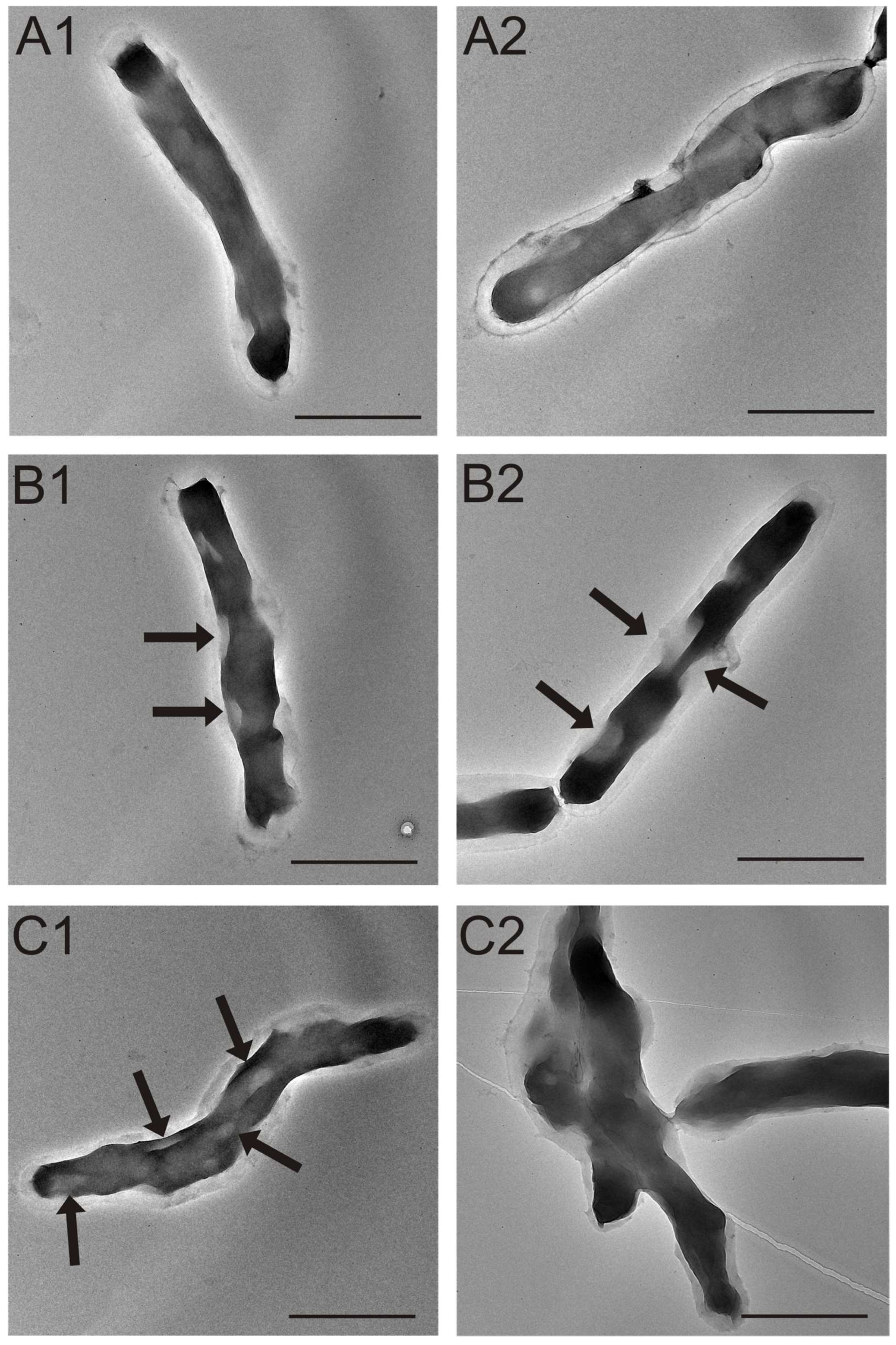 Cells 12 00397 g007 Cells 12 00397 g007