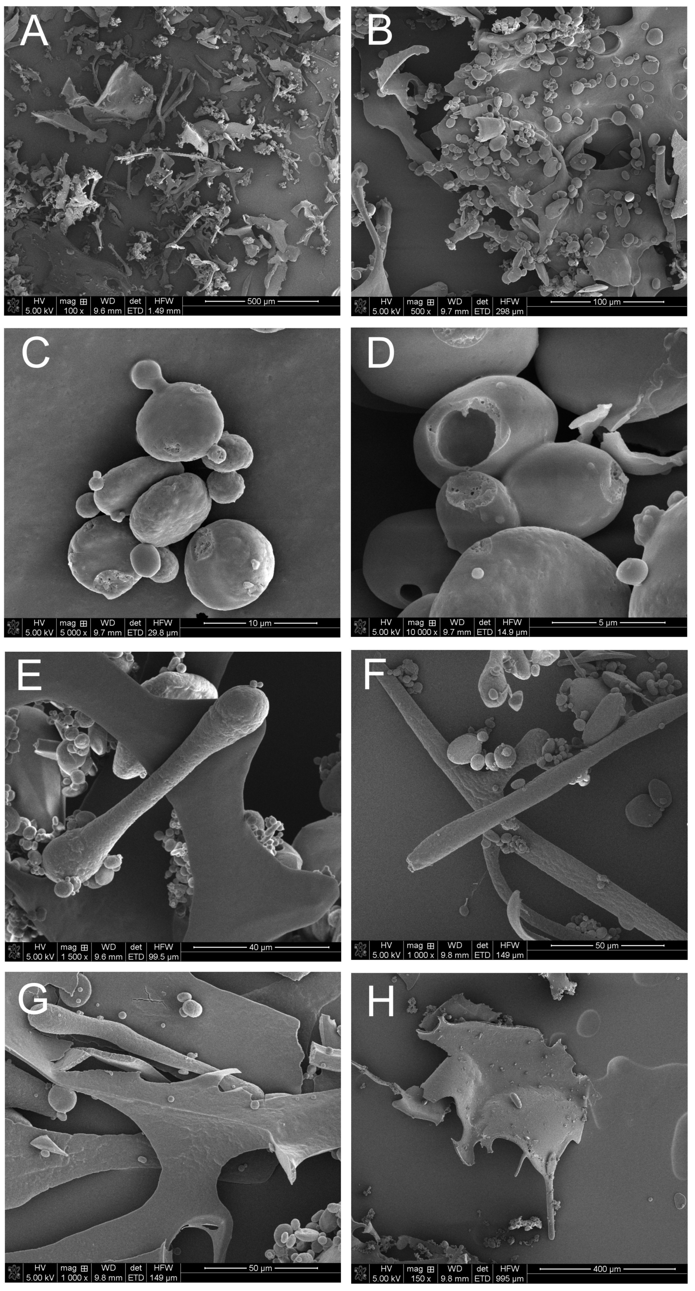 Cells 12 00397 g010 Cells 12 00397 g010