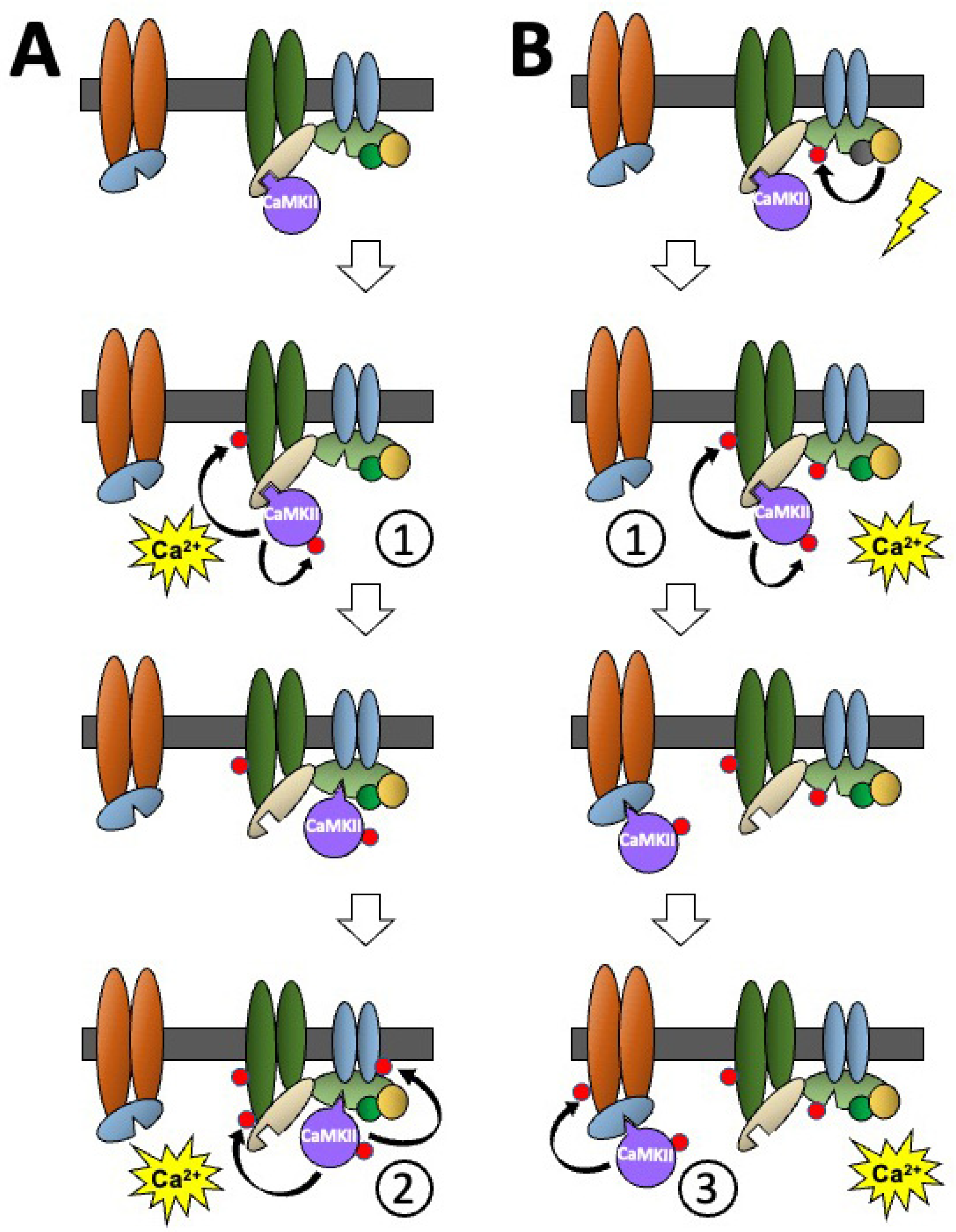 Cells 12 00401 g004 Cells 12 00401 g004