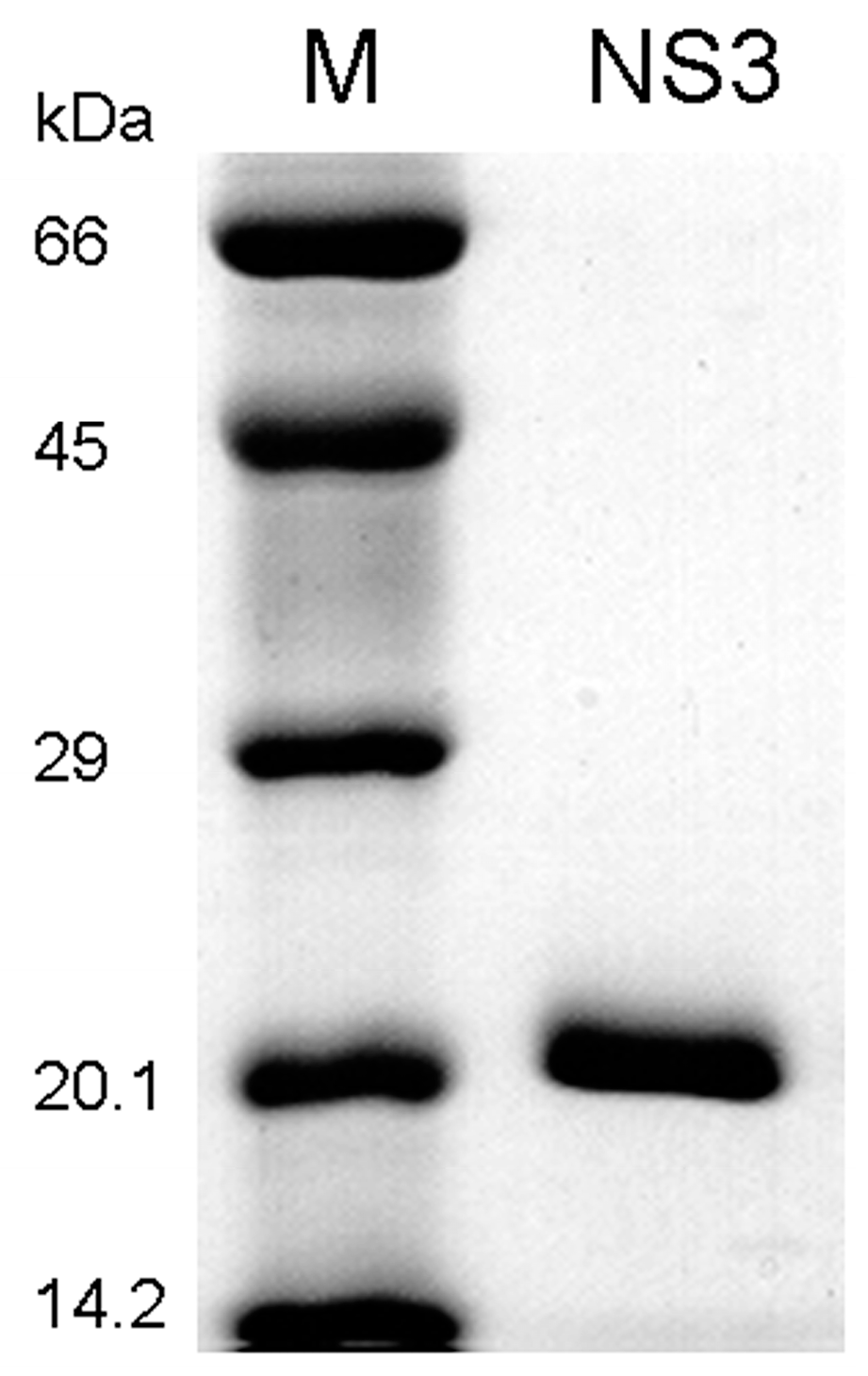 Cells 12 00406 g001 Cells 12 00406 g001