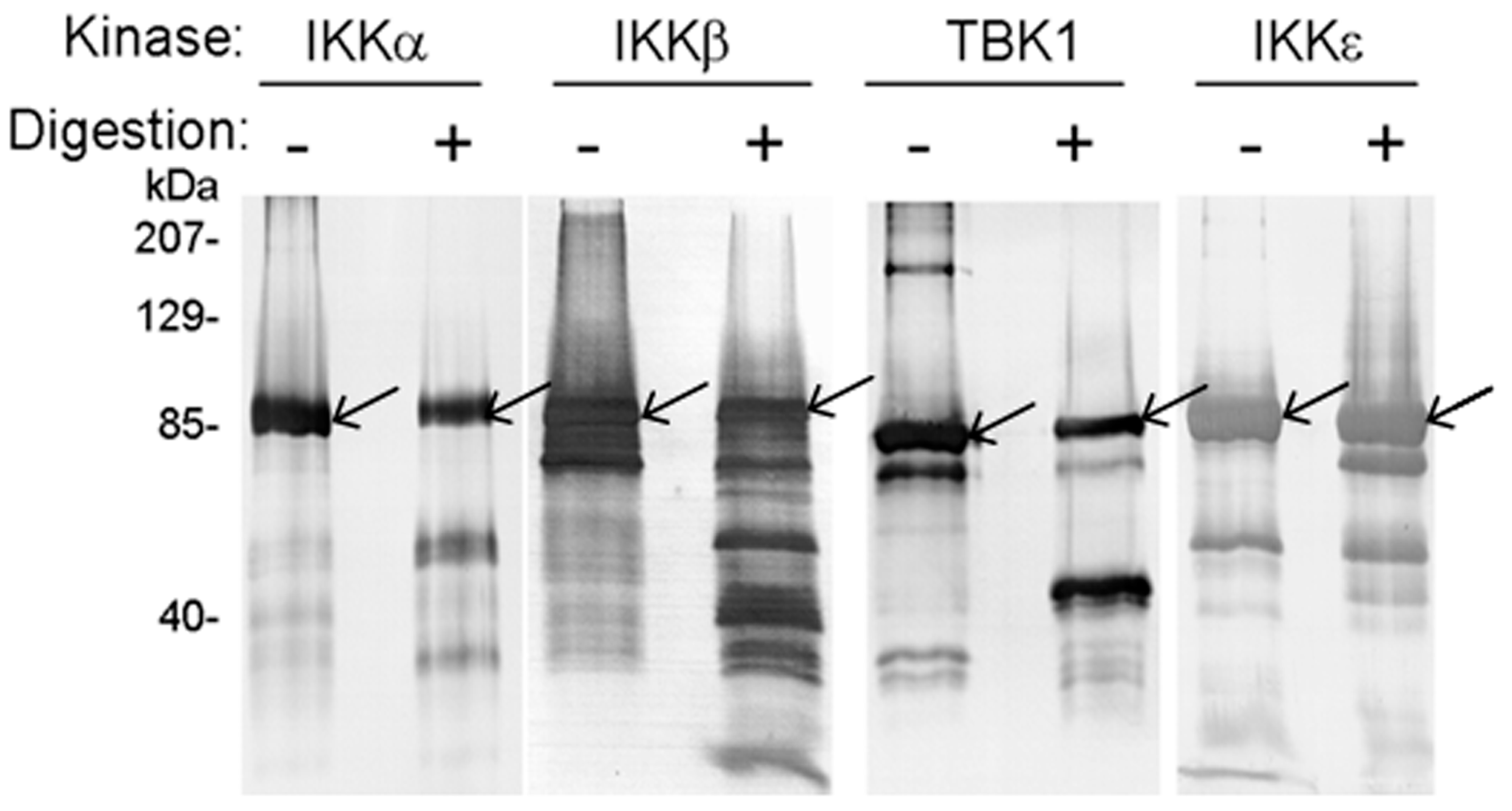 Cells 12 00406 g002 Cells 12 00406 g002