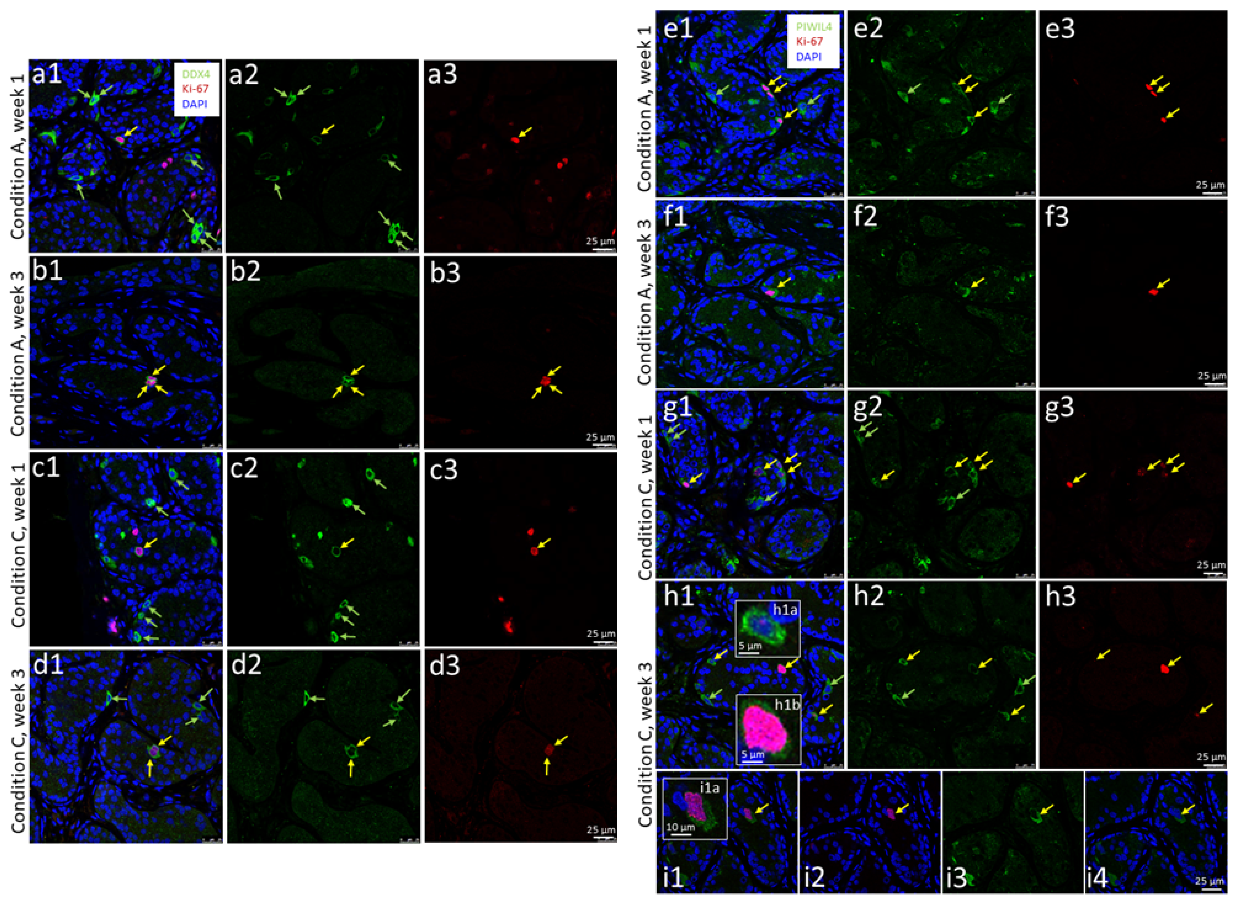 Cells 12 00415 g004 Cells 12 00415 g004