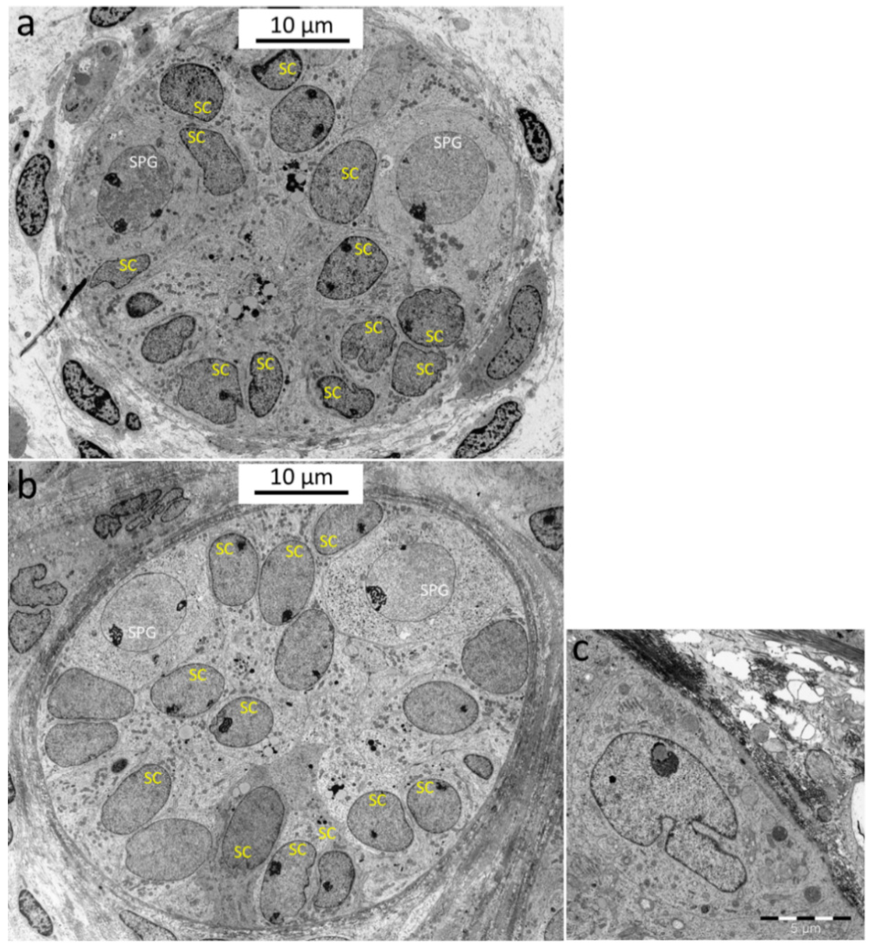 Cells 12 00415 g008 Cells 12 00415 g008