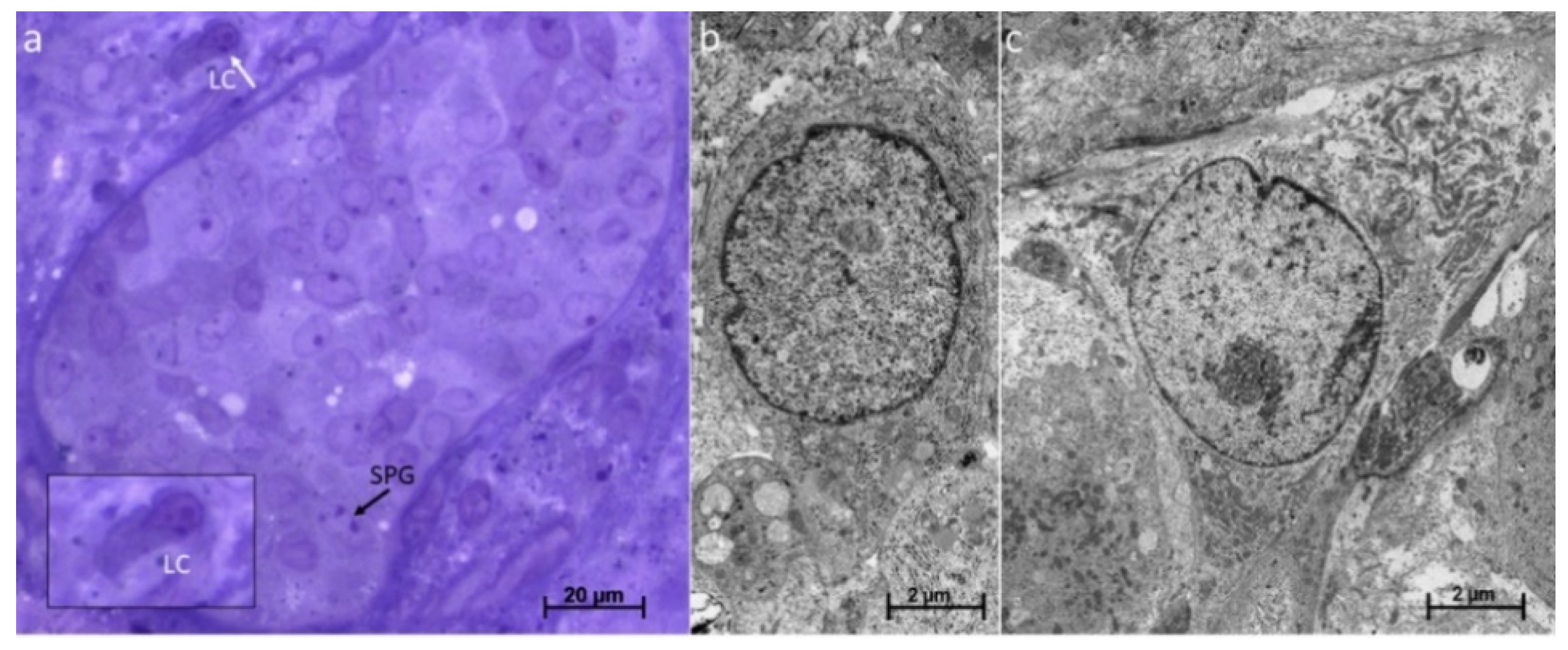 Cells 12 00415 g011 Cells 12 00415 g011