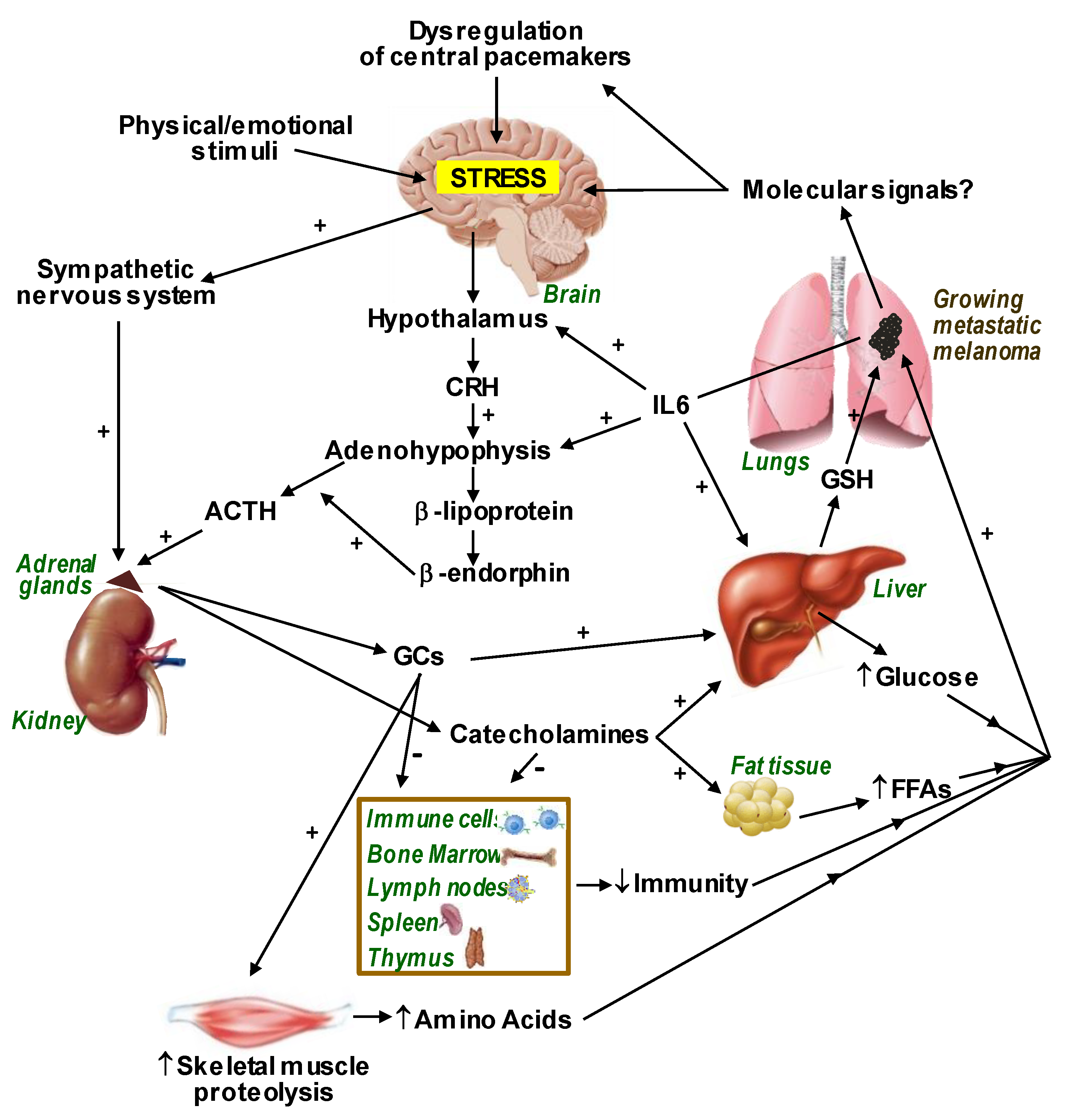 Cells 12 00418 g001 Cells 12 00418 g001