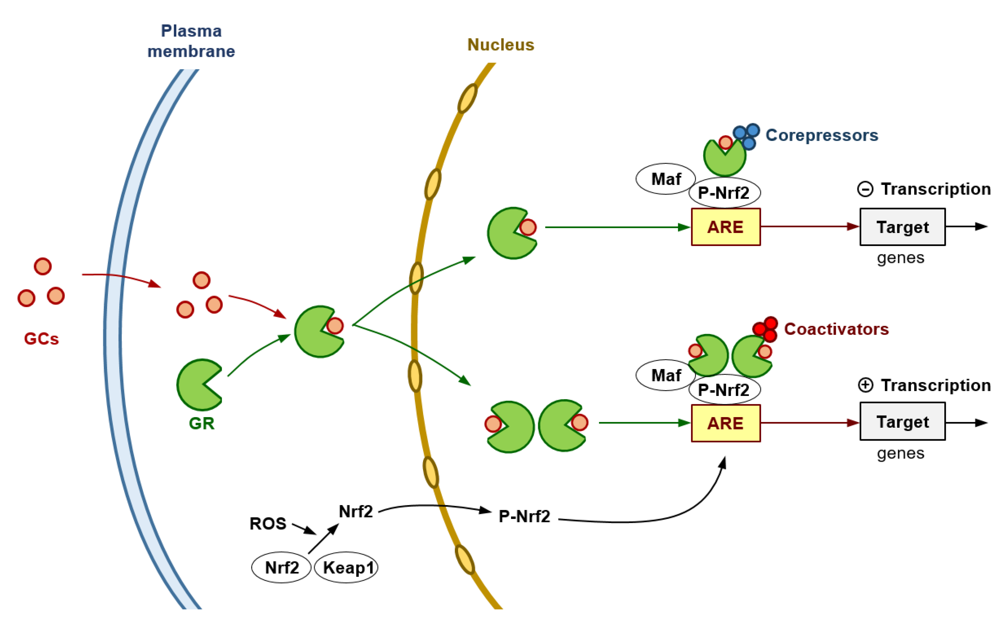 Cells 12 00418 g002 Cells 12 00418 g002