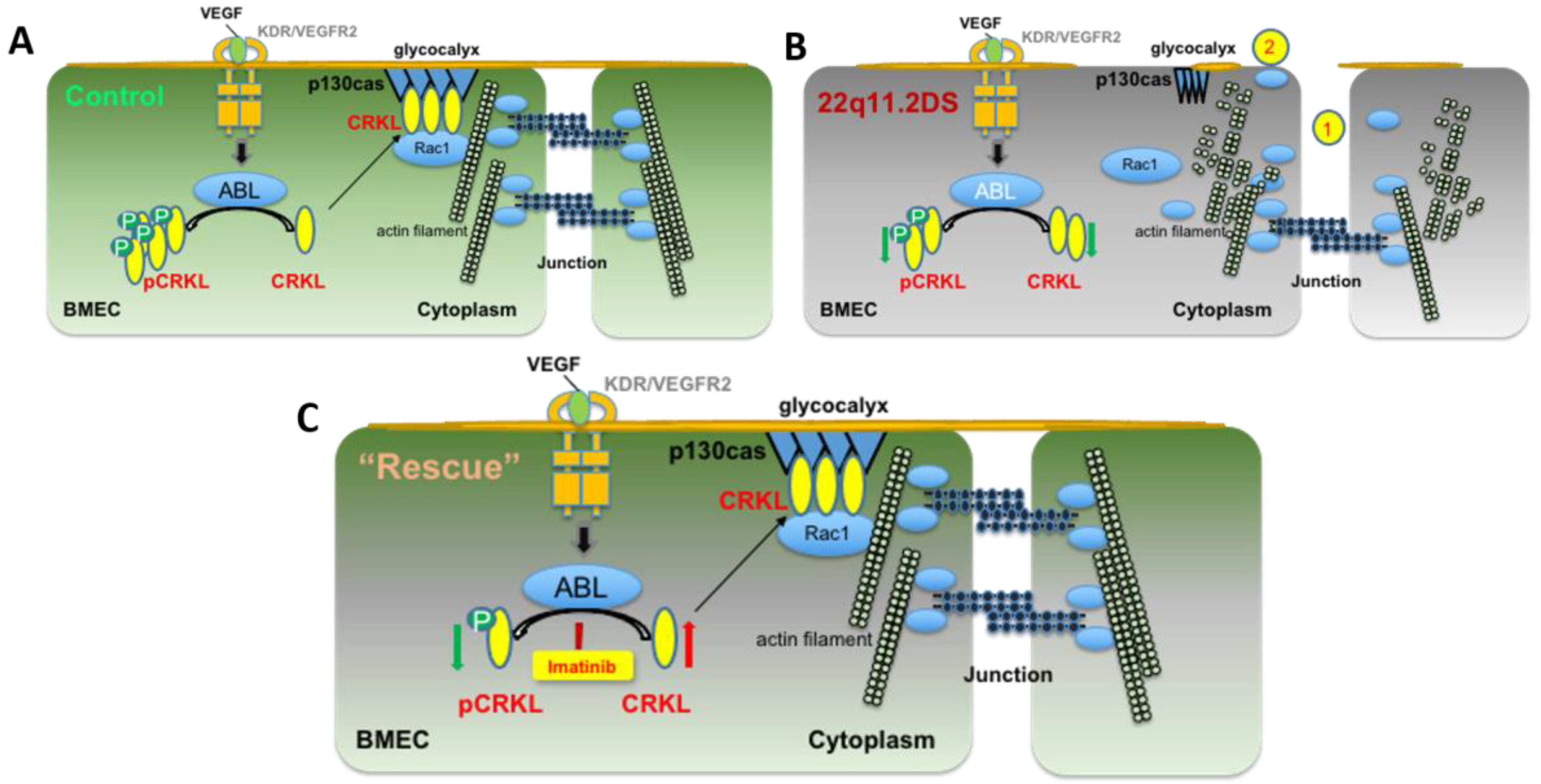 Cells 12 00422 g007 Cells 12 00422 g007