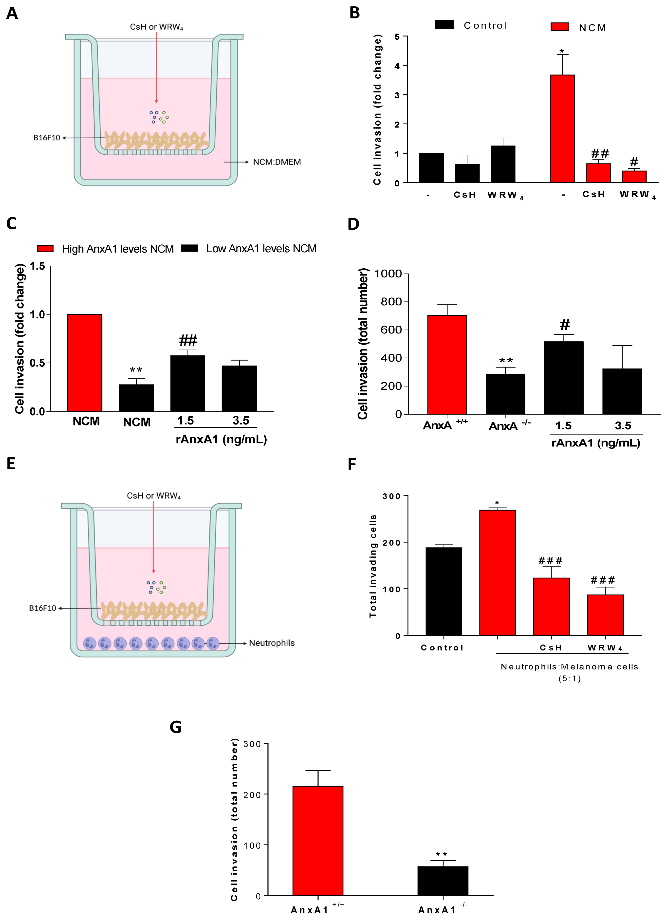 Cells 12 00425 g004 Cells 12 00425 g004