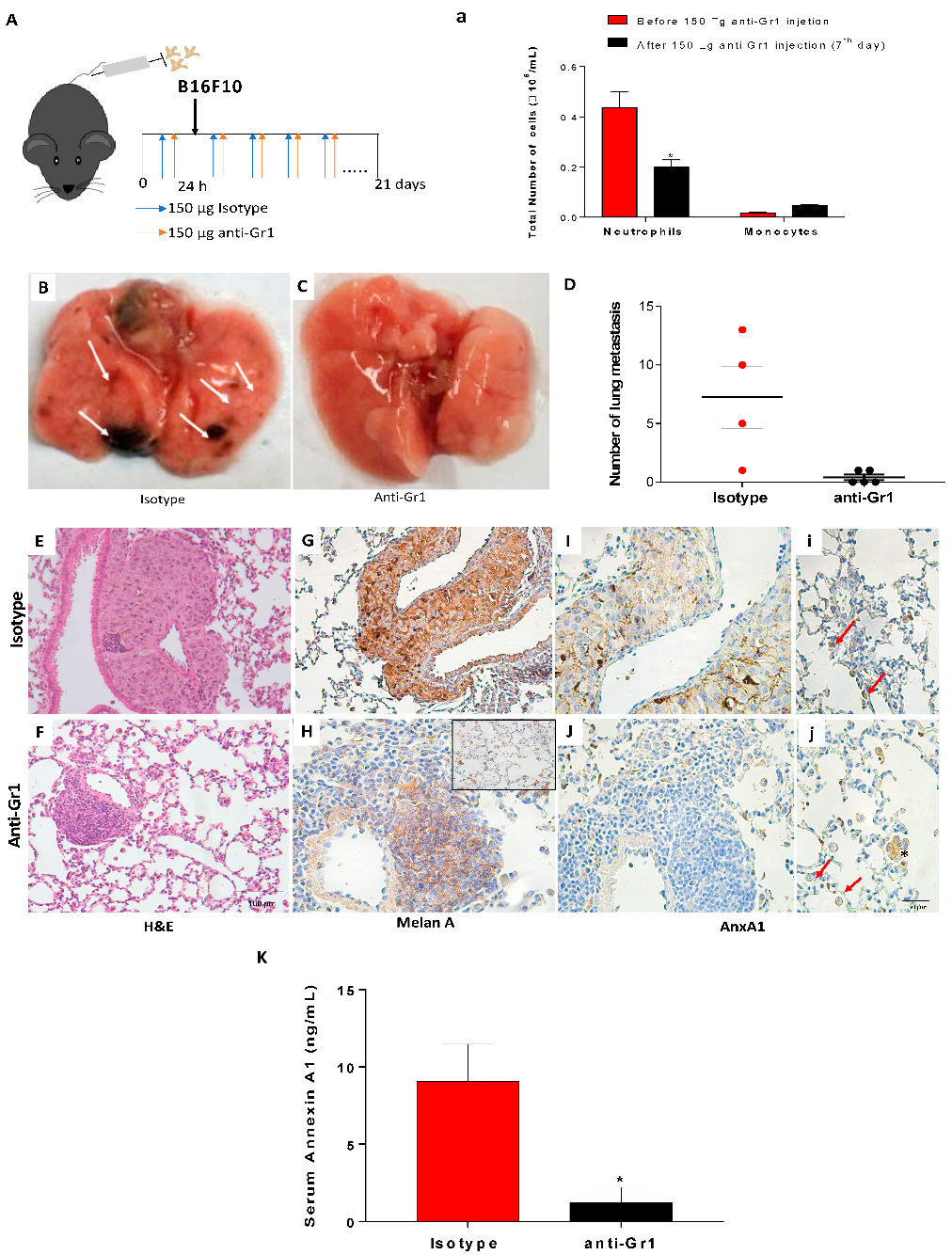 Cells 12 00425 g005 Cells 12 00425 g005