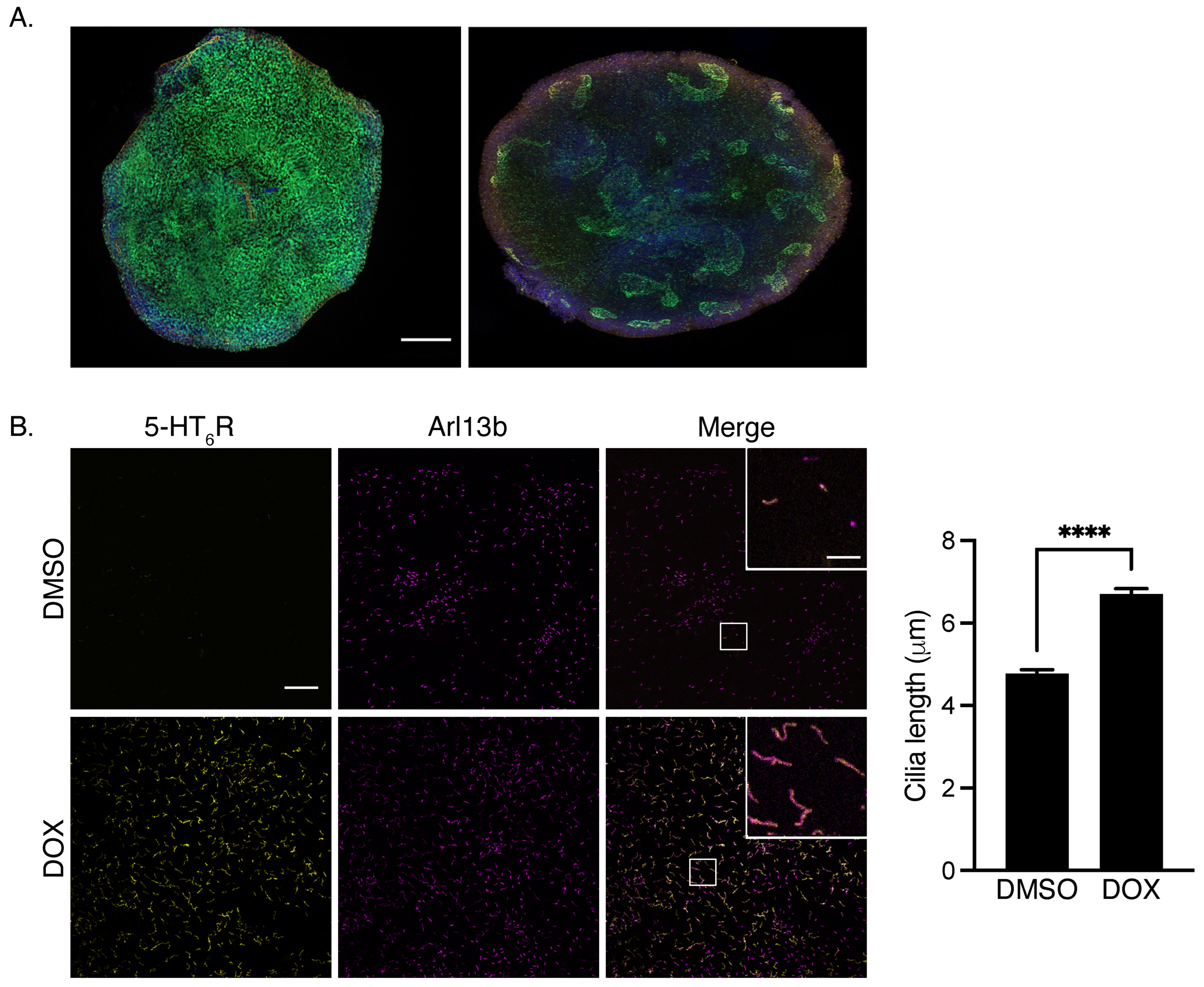 Cells 12 00426 g001 Cells 12 00426 g001
