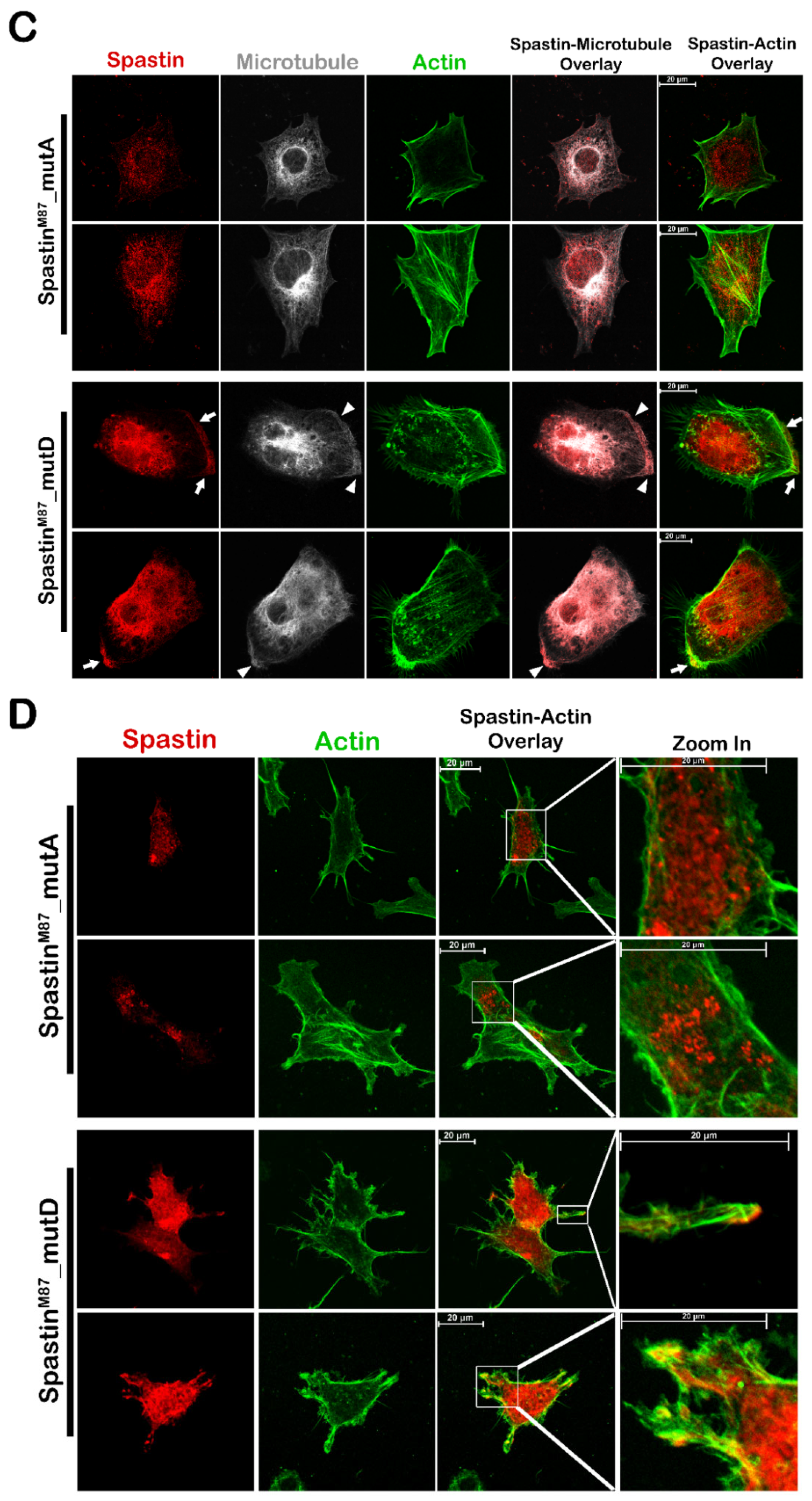 Cells 12 00427 g006b
