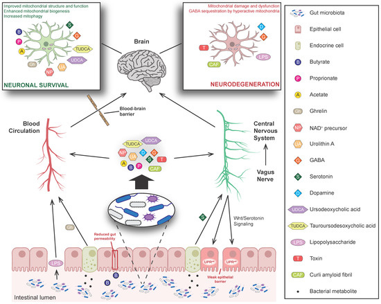 The Crosstalk between Microbiome and Mitochondrial Homeostasis in ...