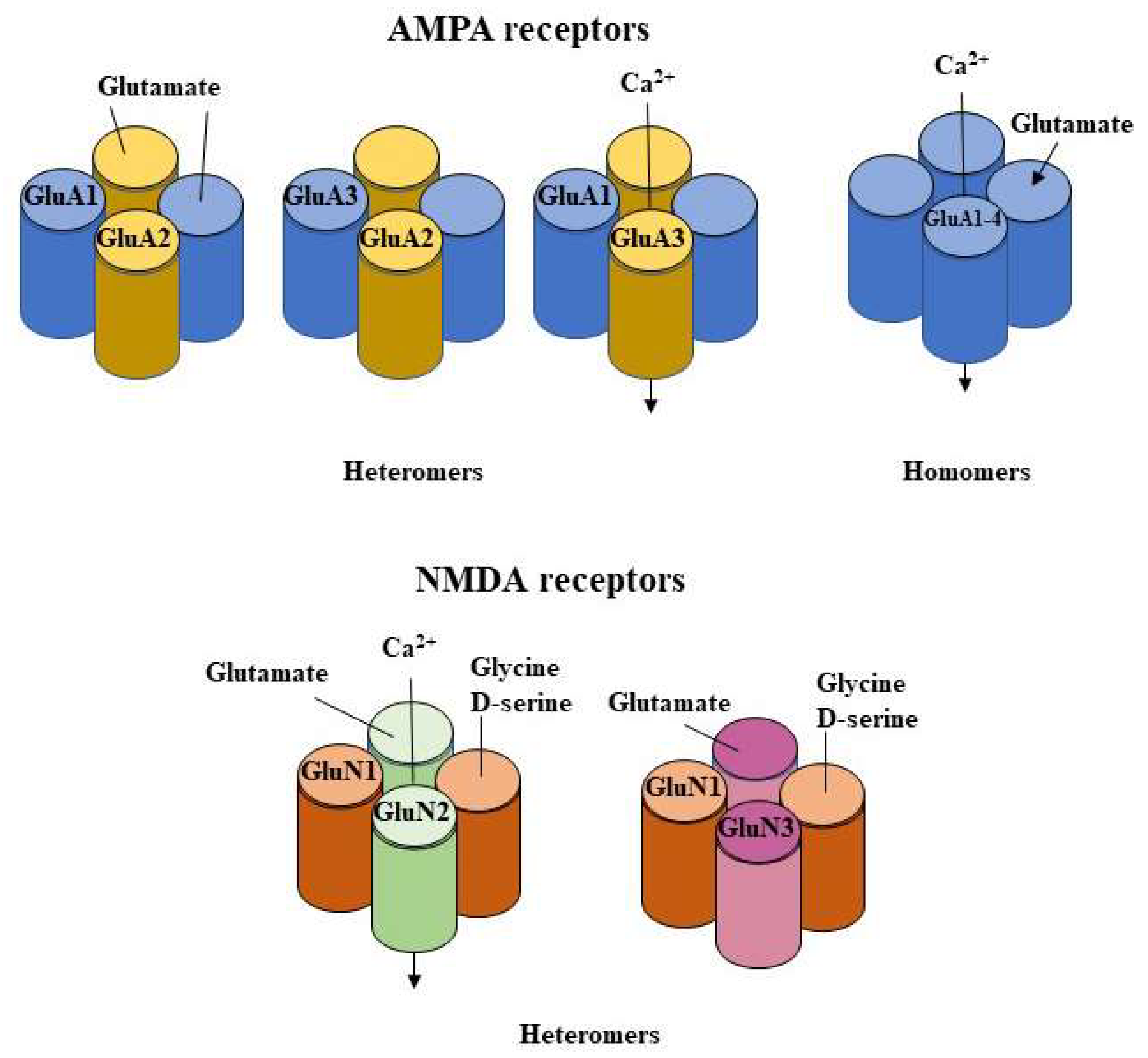 Subthalamic nucleus connectivity in binge drinkers and