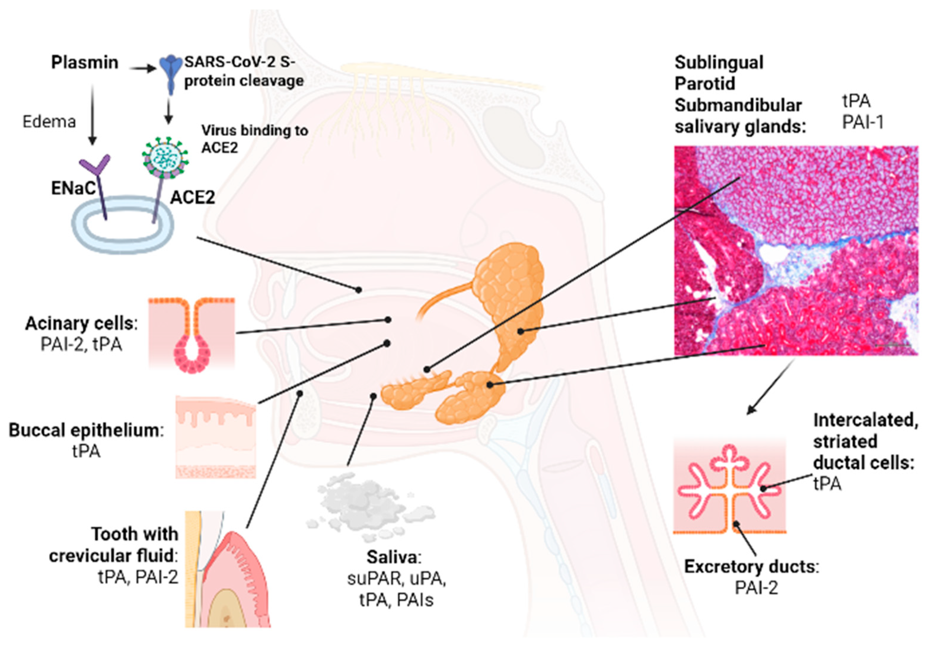 Cells 12 00445 g002 Cells 12 00445 g002