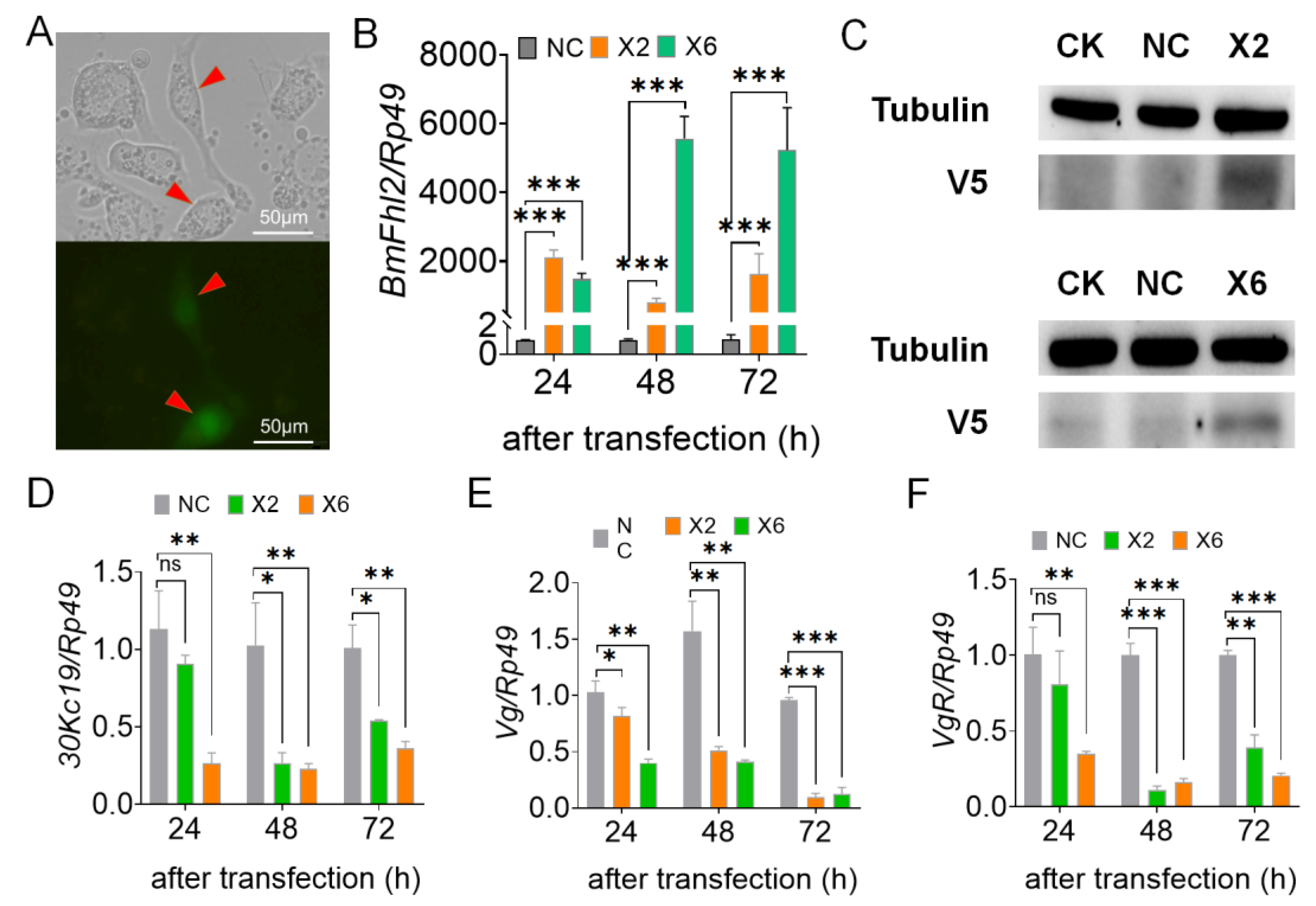 Cells 12 00452 g004 Cells 12 00452 g004