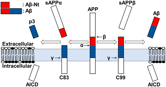 The Pursuit of the “Inside” of the Amyloid Hypothesis—Is C99