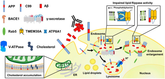The Pursuit of the “Inside” of the Amyloid Hypothesis—Is C99