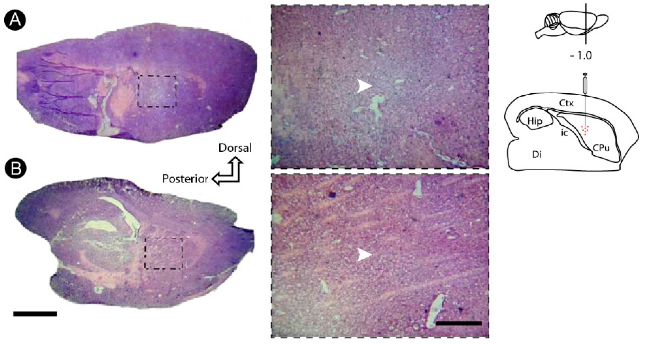 Cells 12 00457 g002 Cells 12 00457 g002