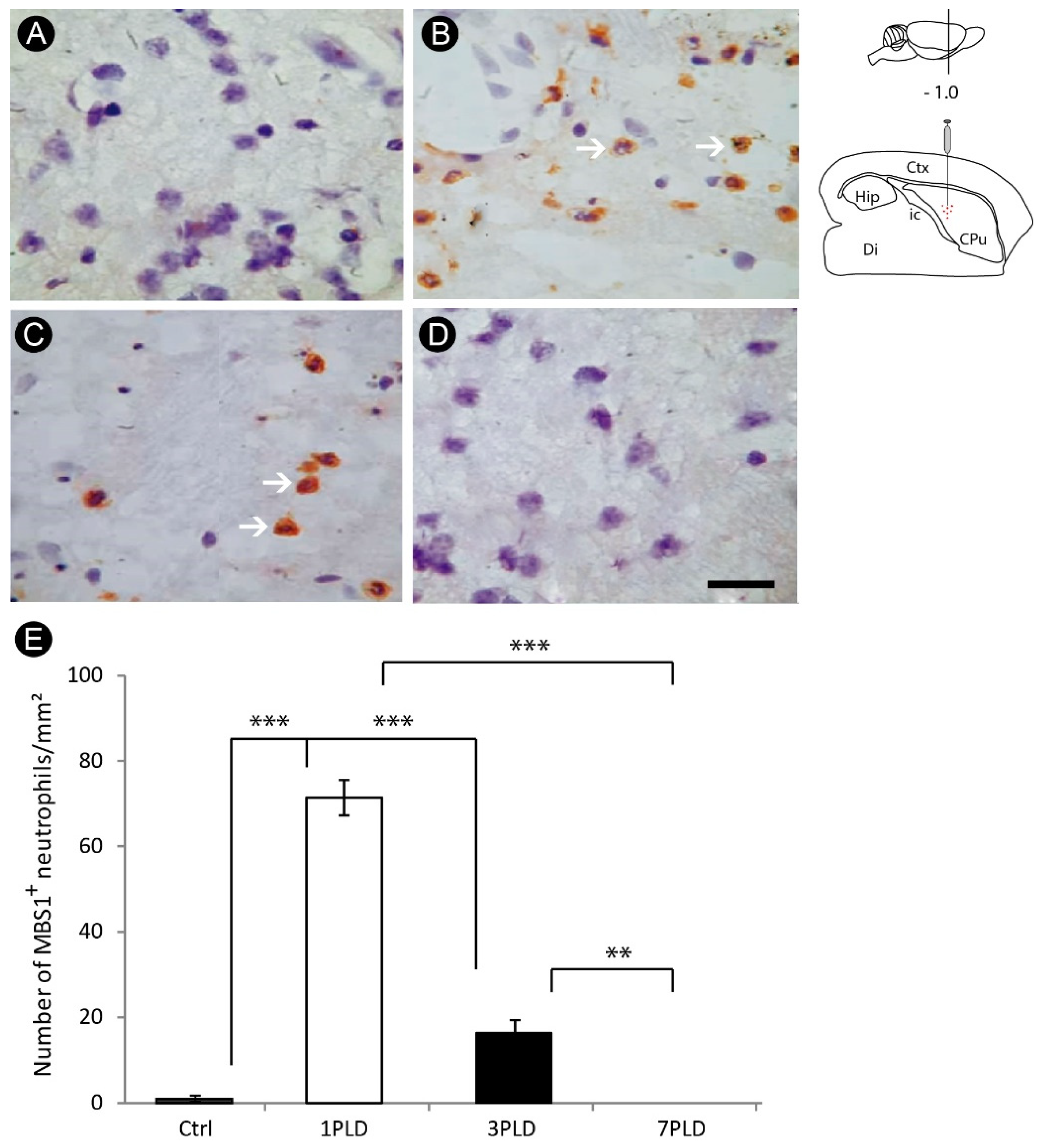 Cells 12 00457 g003 Cells 12 00457 g003