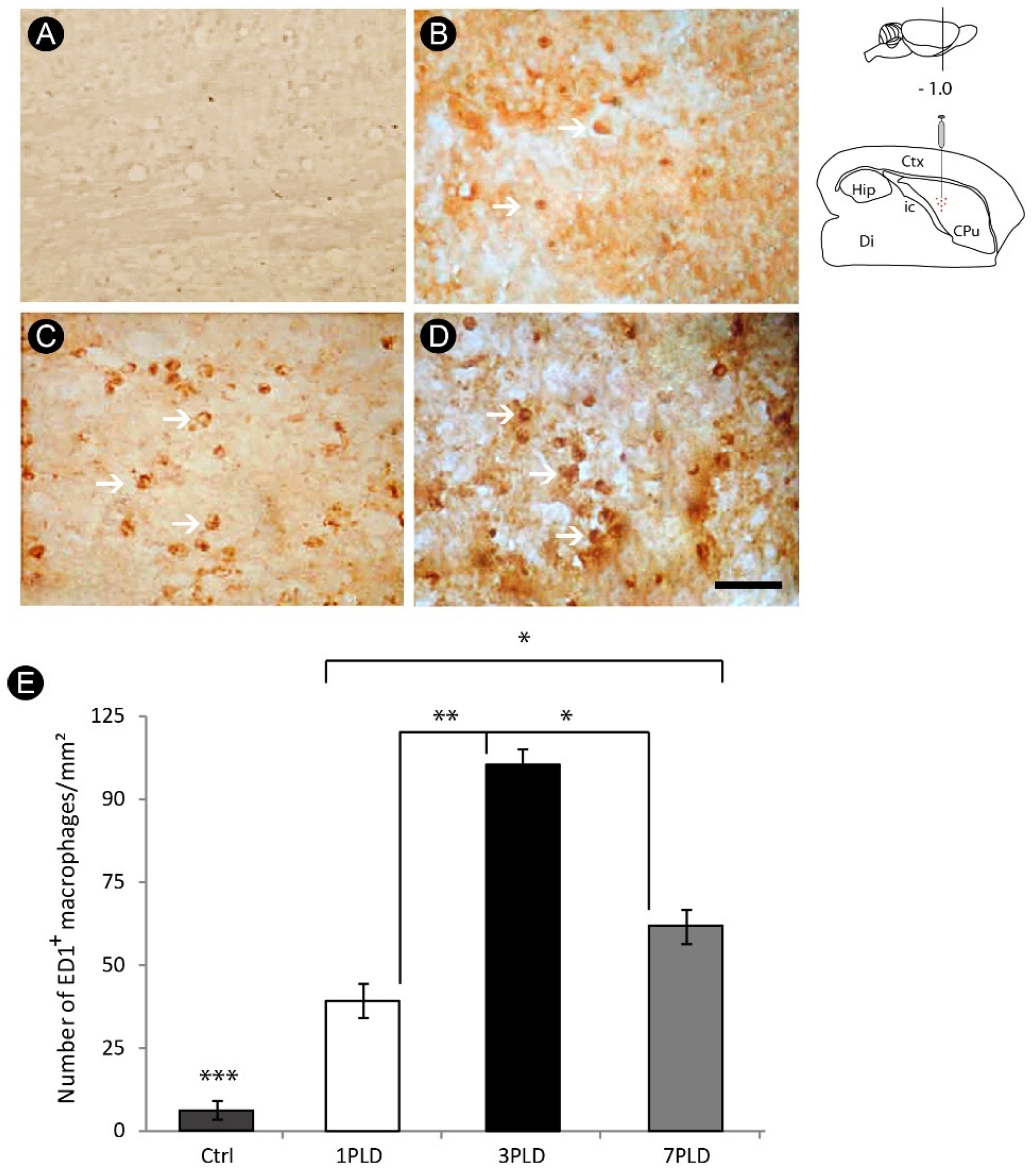 Cells 12 00457 g004 Cells 12 00457 g004