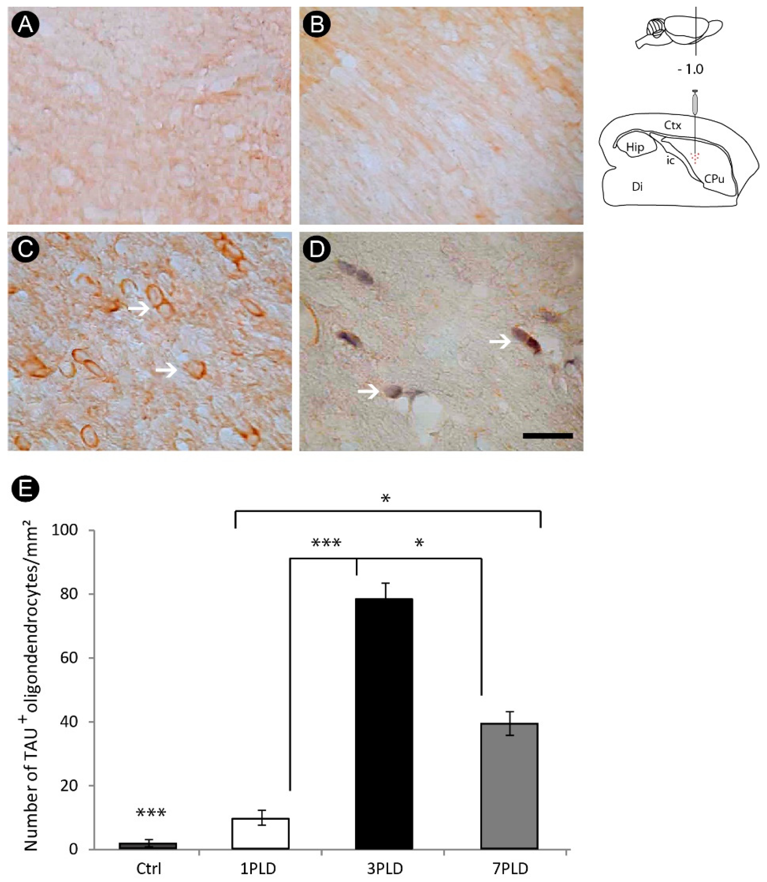 Cells 12 00457 g006 Cells 12 00457 g006