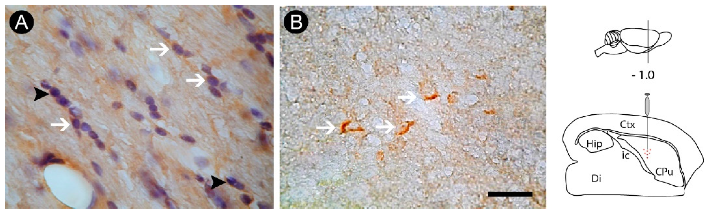 Cells 12 00457 g007 Cells 12 00457 g007