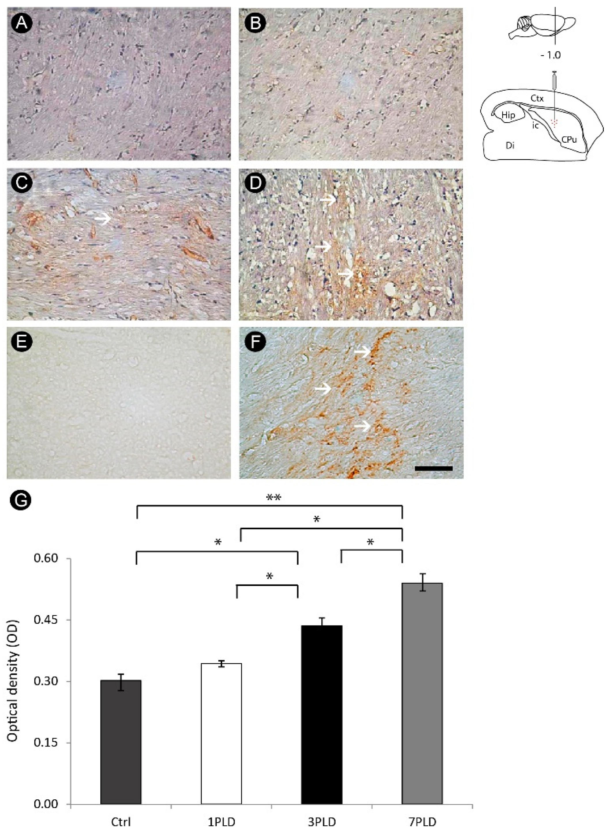Cells 12 00457 g008 Cells 12 00457 g008