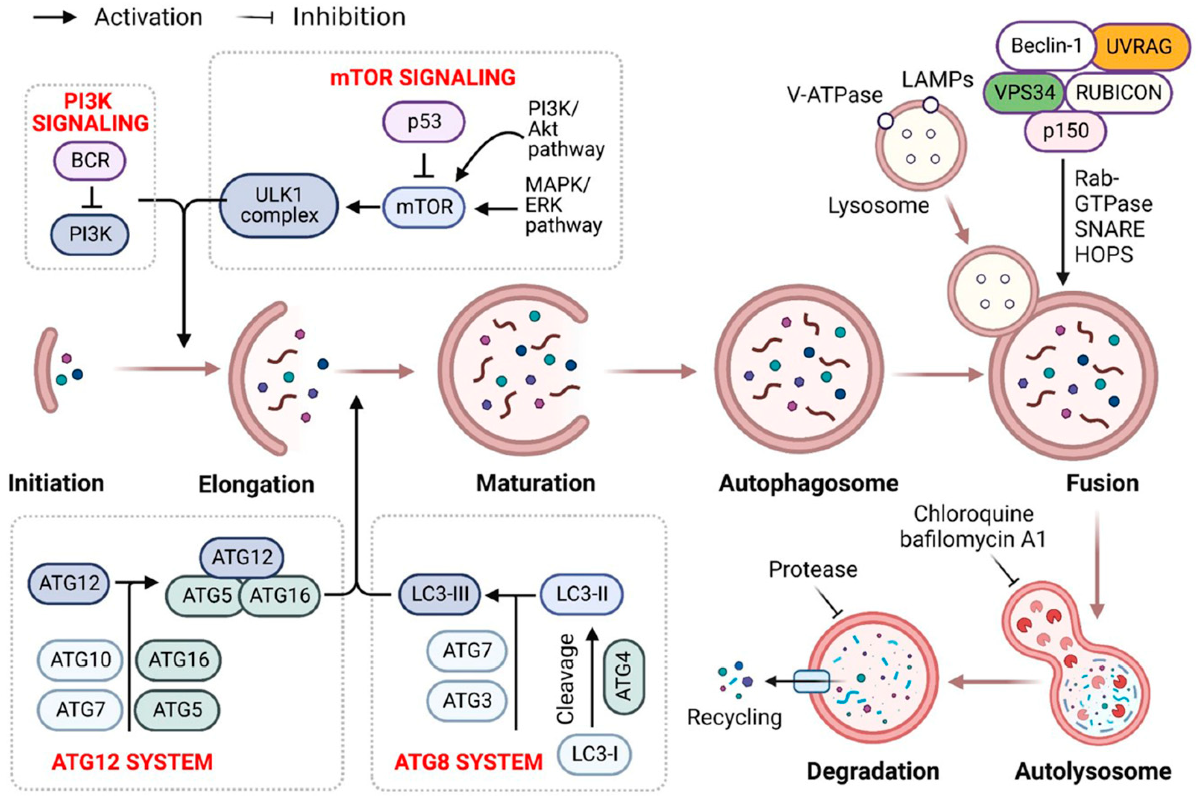Cells 12 00458 g001 Cells 12 00458 g001