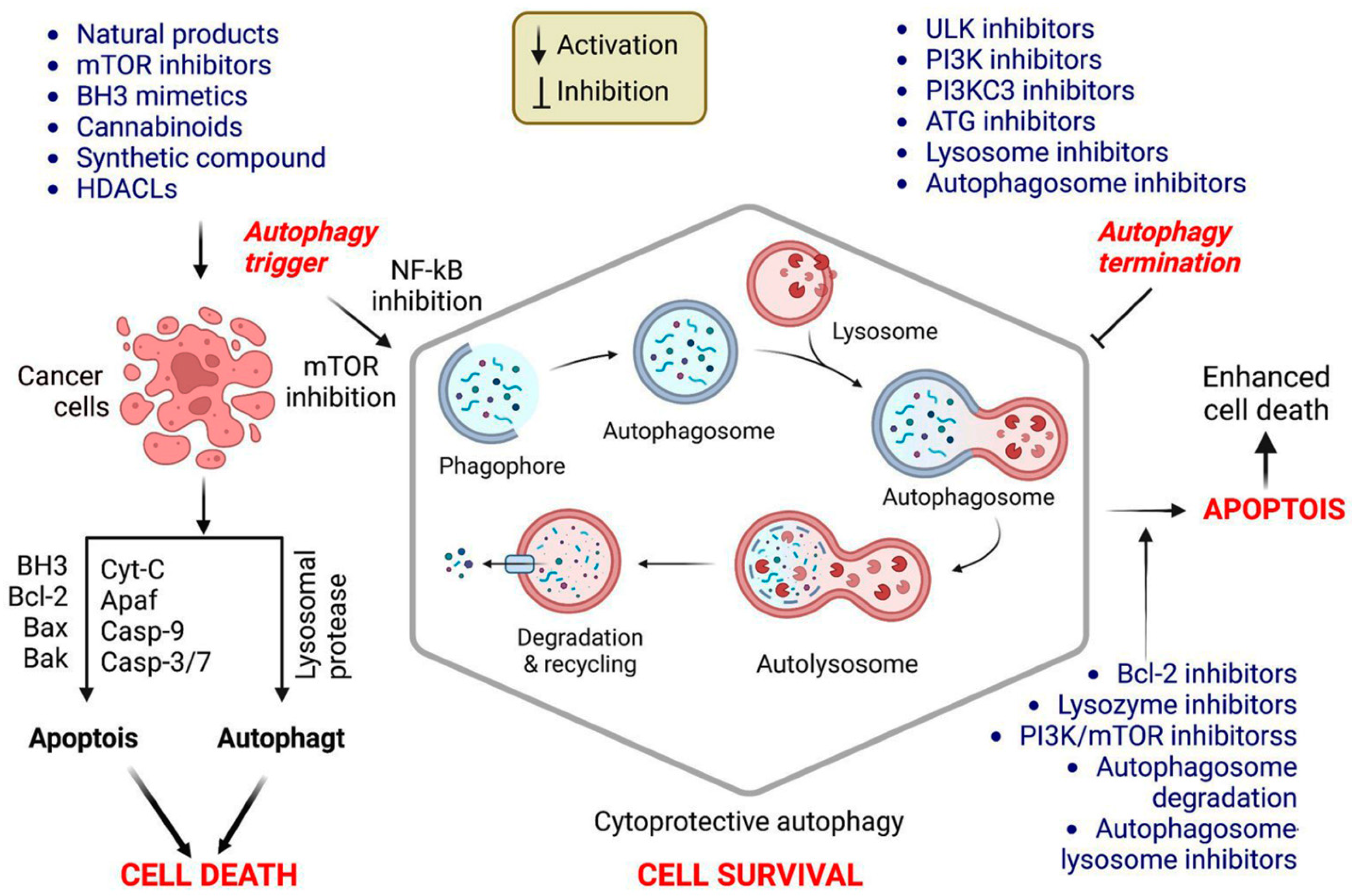 Cells 12 00458 g002 Cells 12 00458 g002