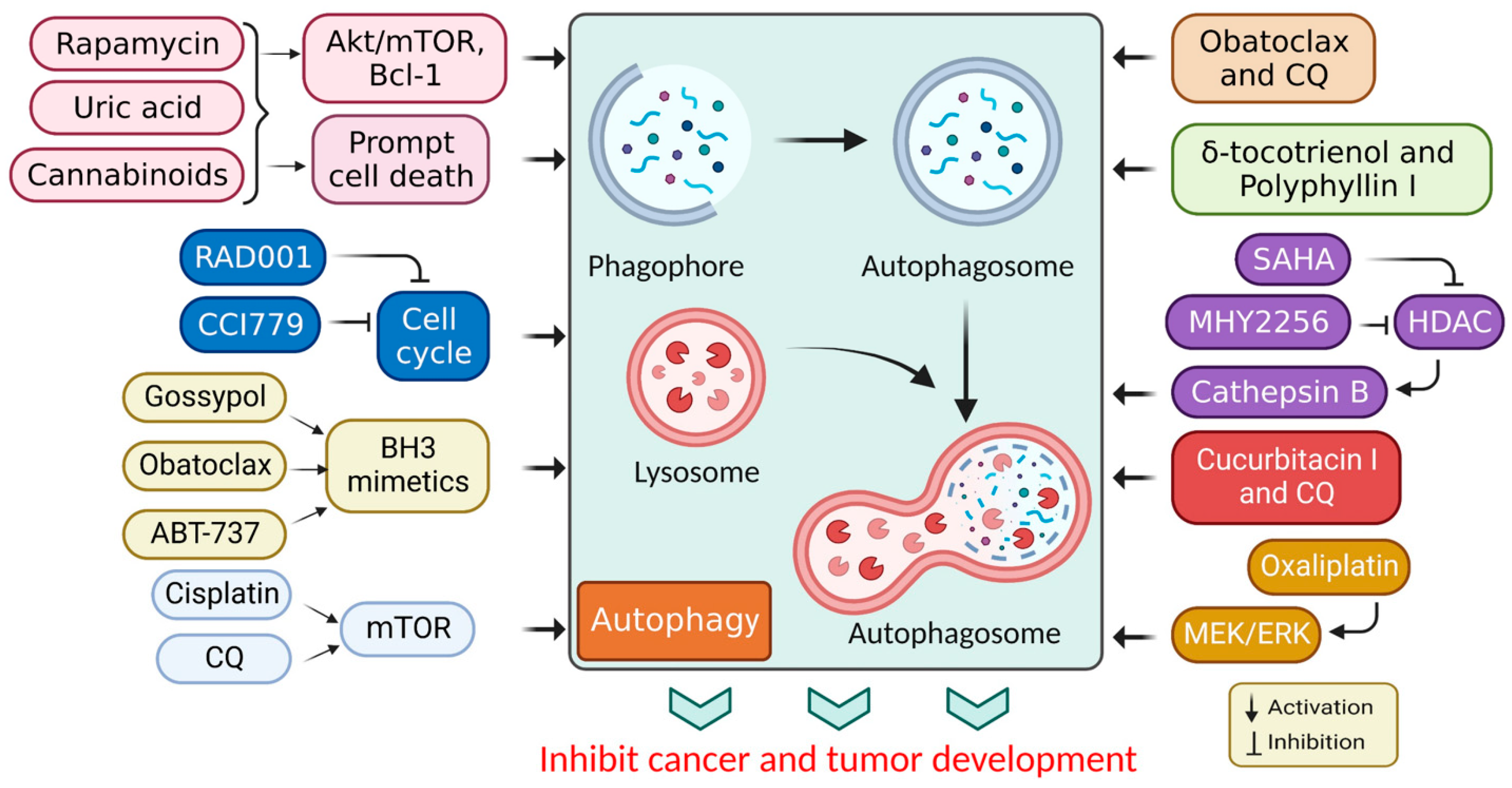 Cells 12 00458 g003 Cells 12 00458 g003