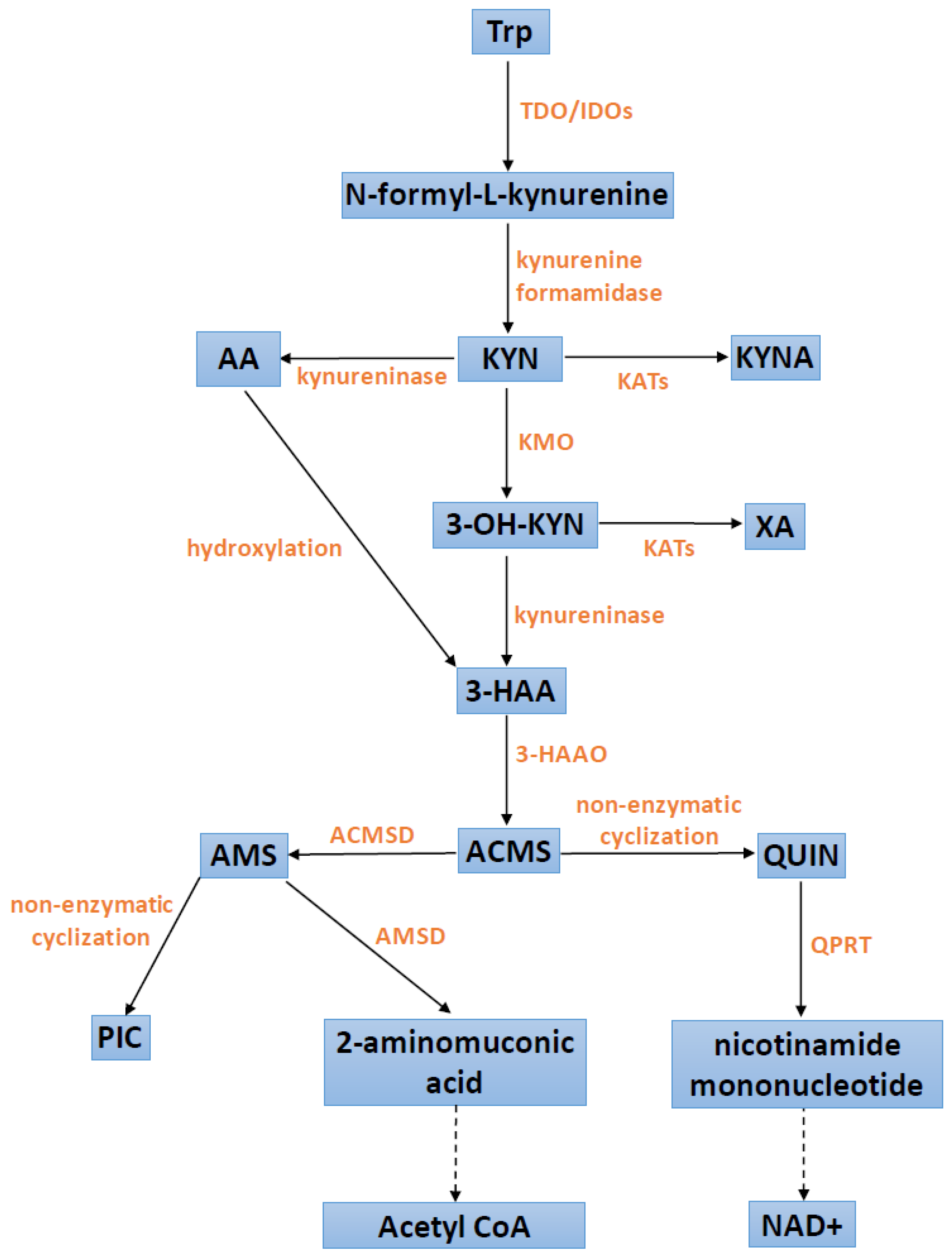 Cells | Free Full-Text | Kynurenine Pathway in Diabetes Mellitus—Novel ...