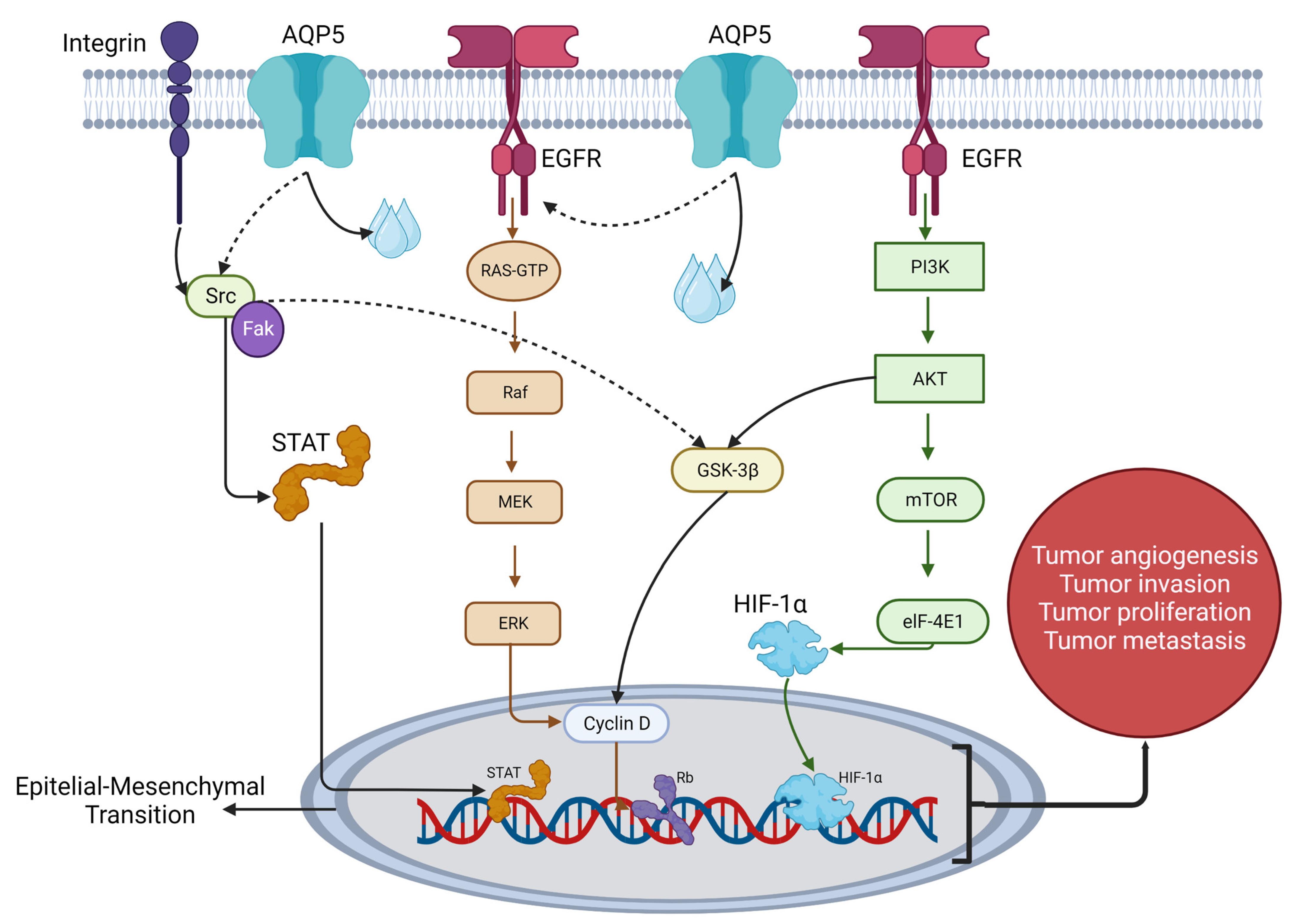 Cells 12 00468 g002 Cells 12 00468 g002