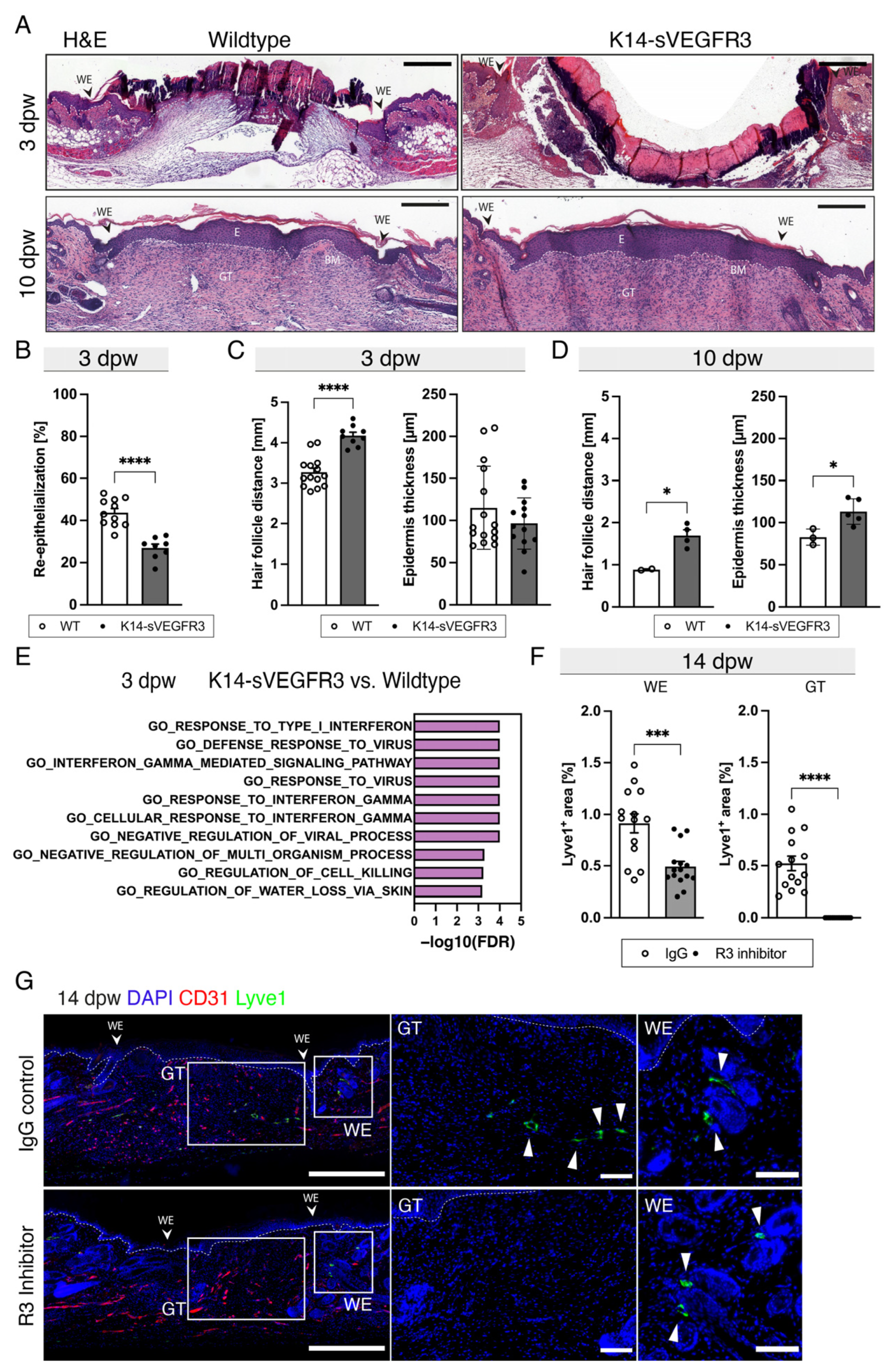 Cells 12 00472 g003 Cells 12 00472 g003