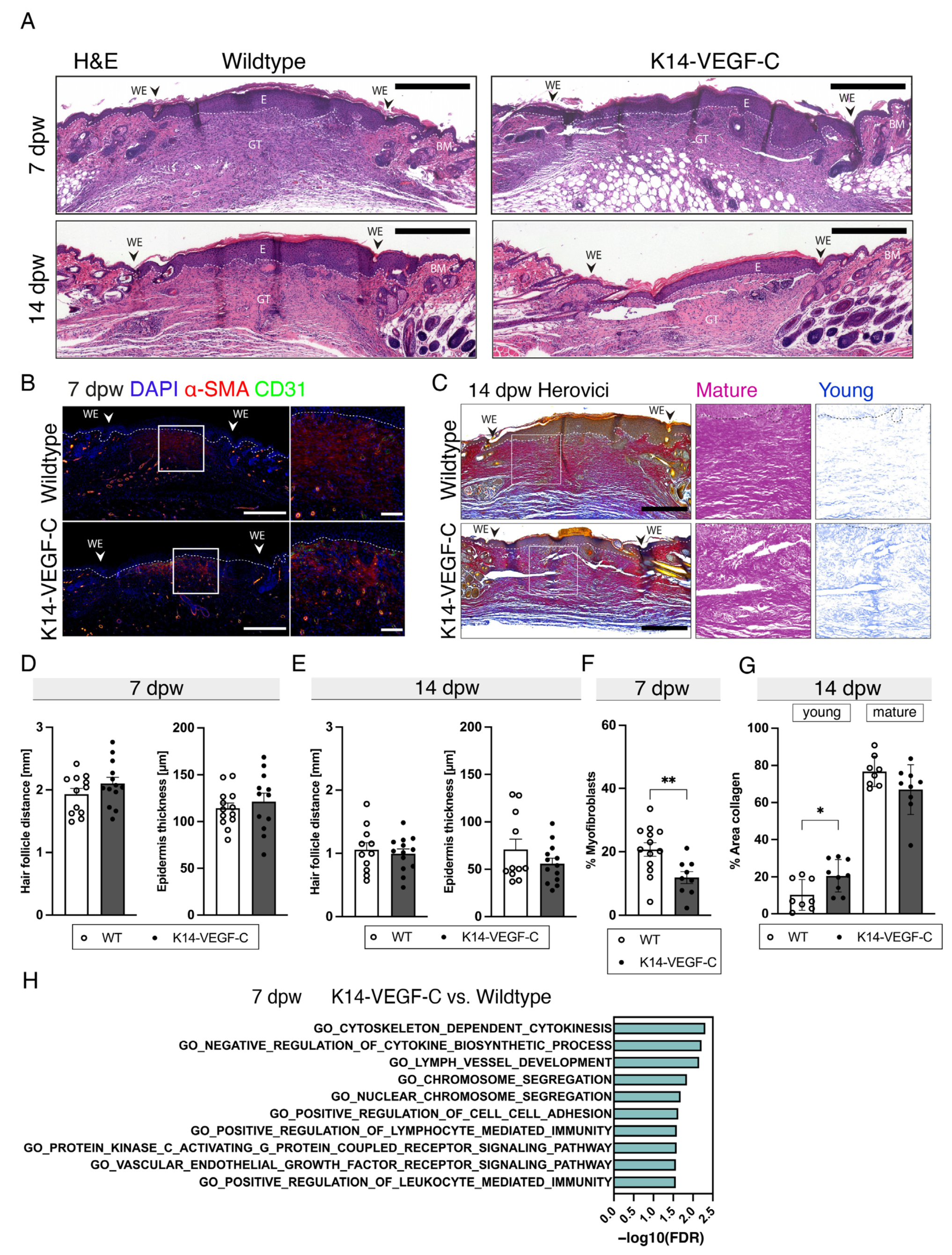 Cells 12 00472 g004 Cells 12 00472 g004