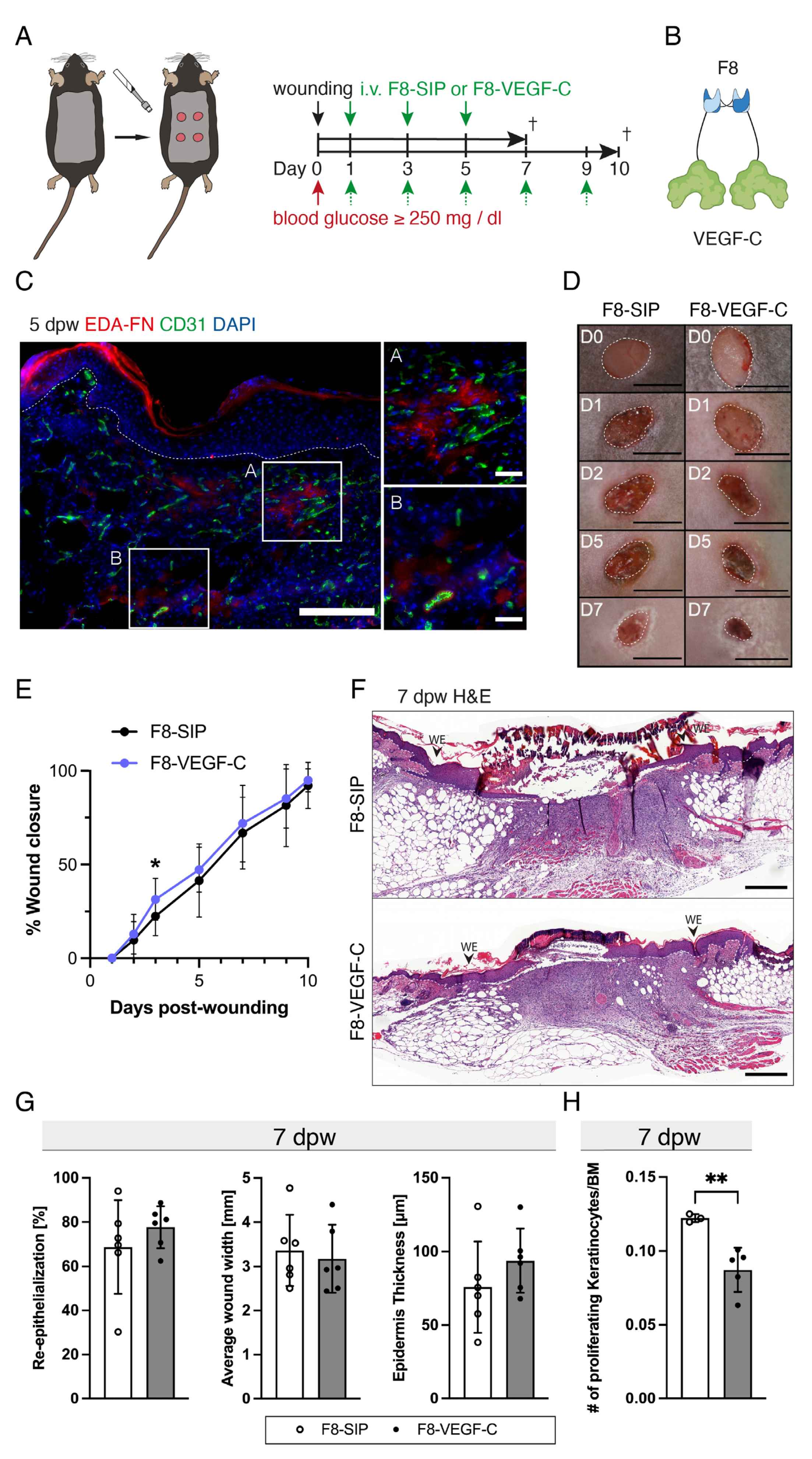 Cells 12 00472 g005 Cells 12 00472 g005