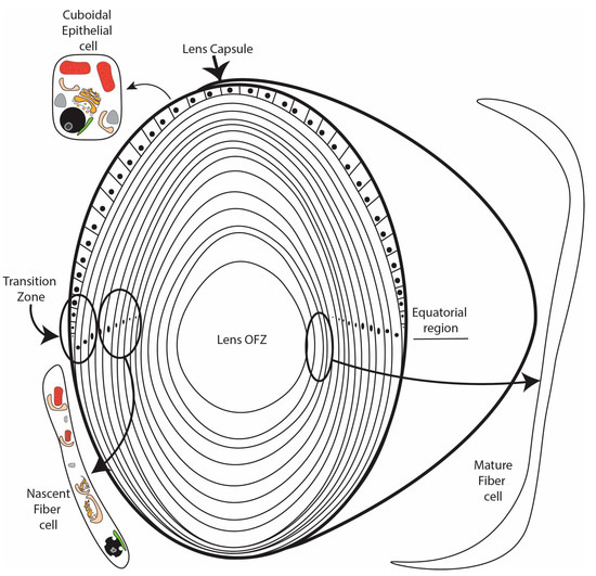 Autophagy Requirements for Eye Lens Differentiation and Transparency