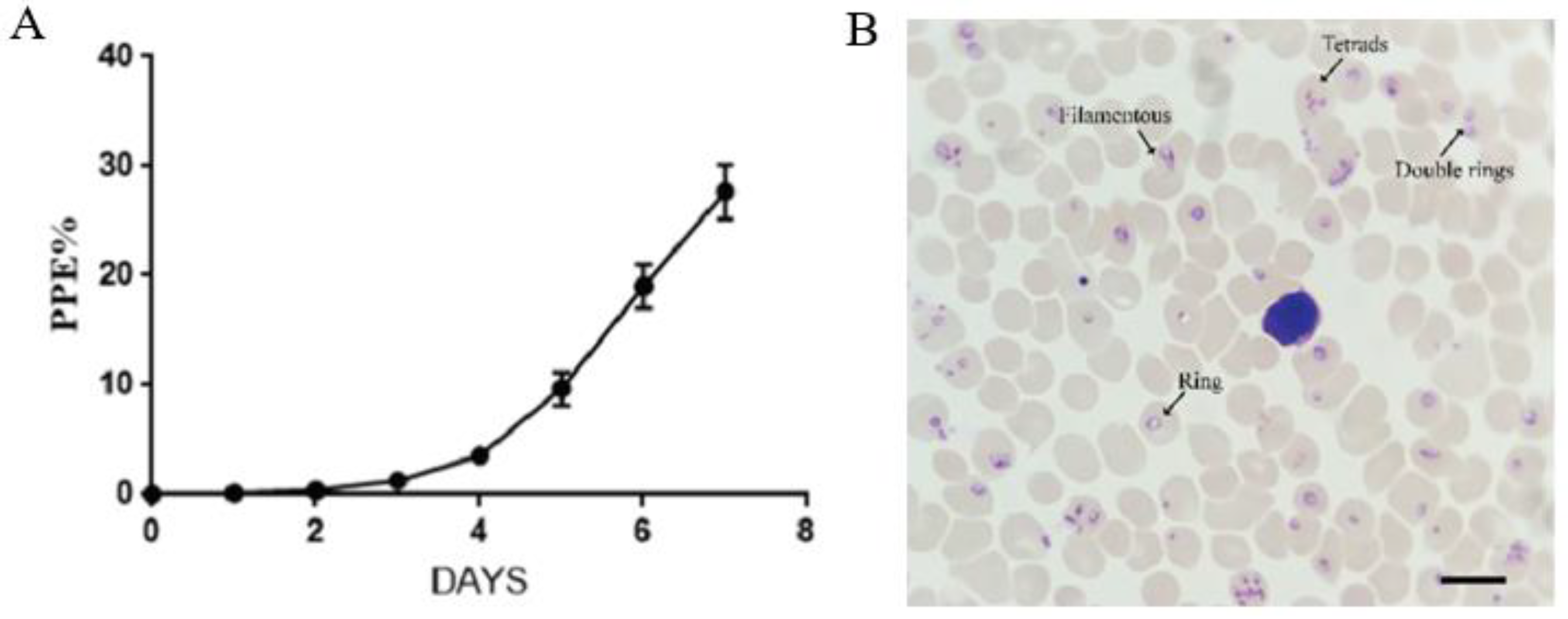 Cells 12 00482 g005 Cells 12 00482 g005