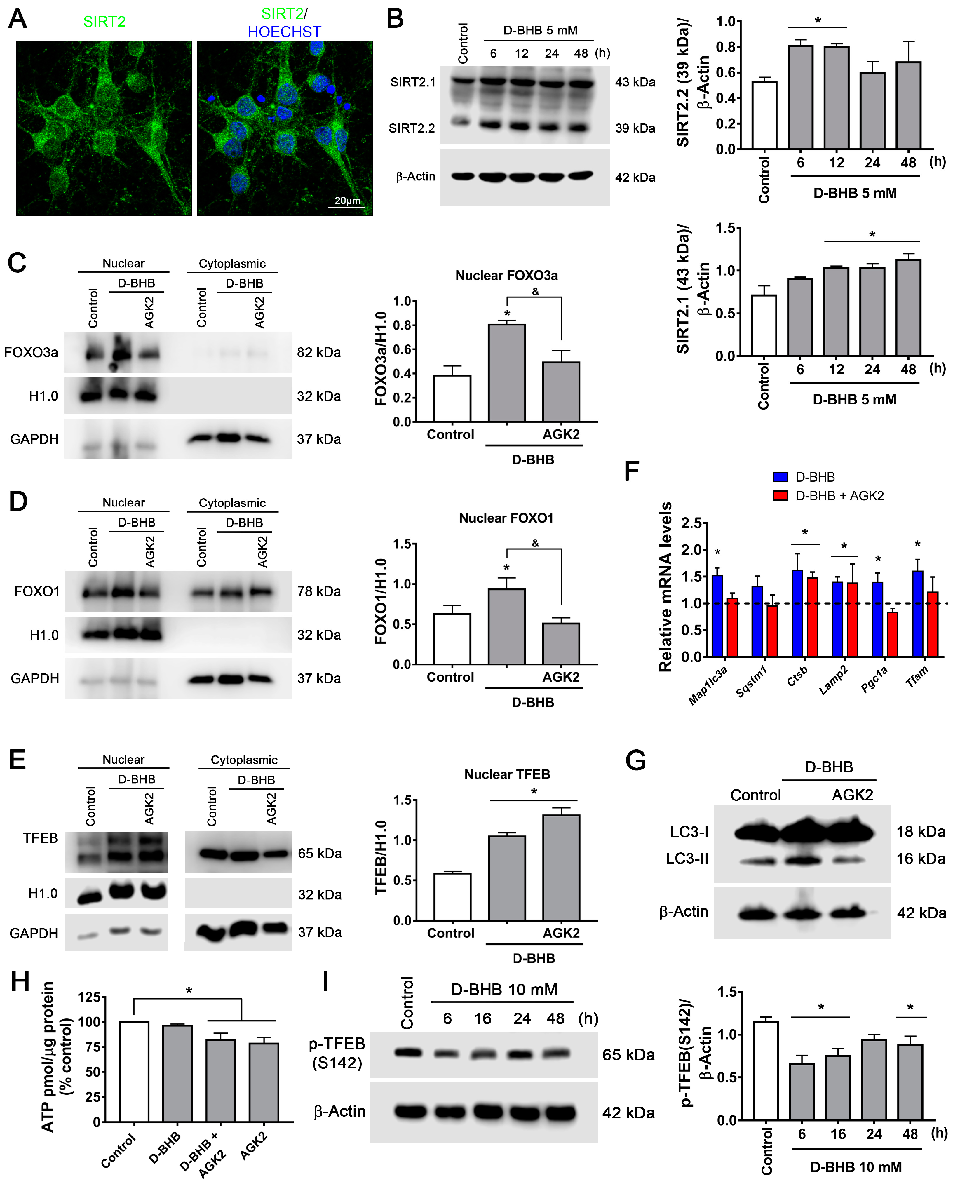 Cells 12 00486 g008 Cells 12 00486 g008
