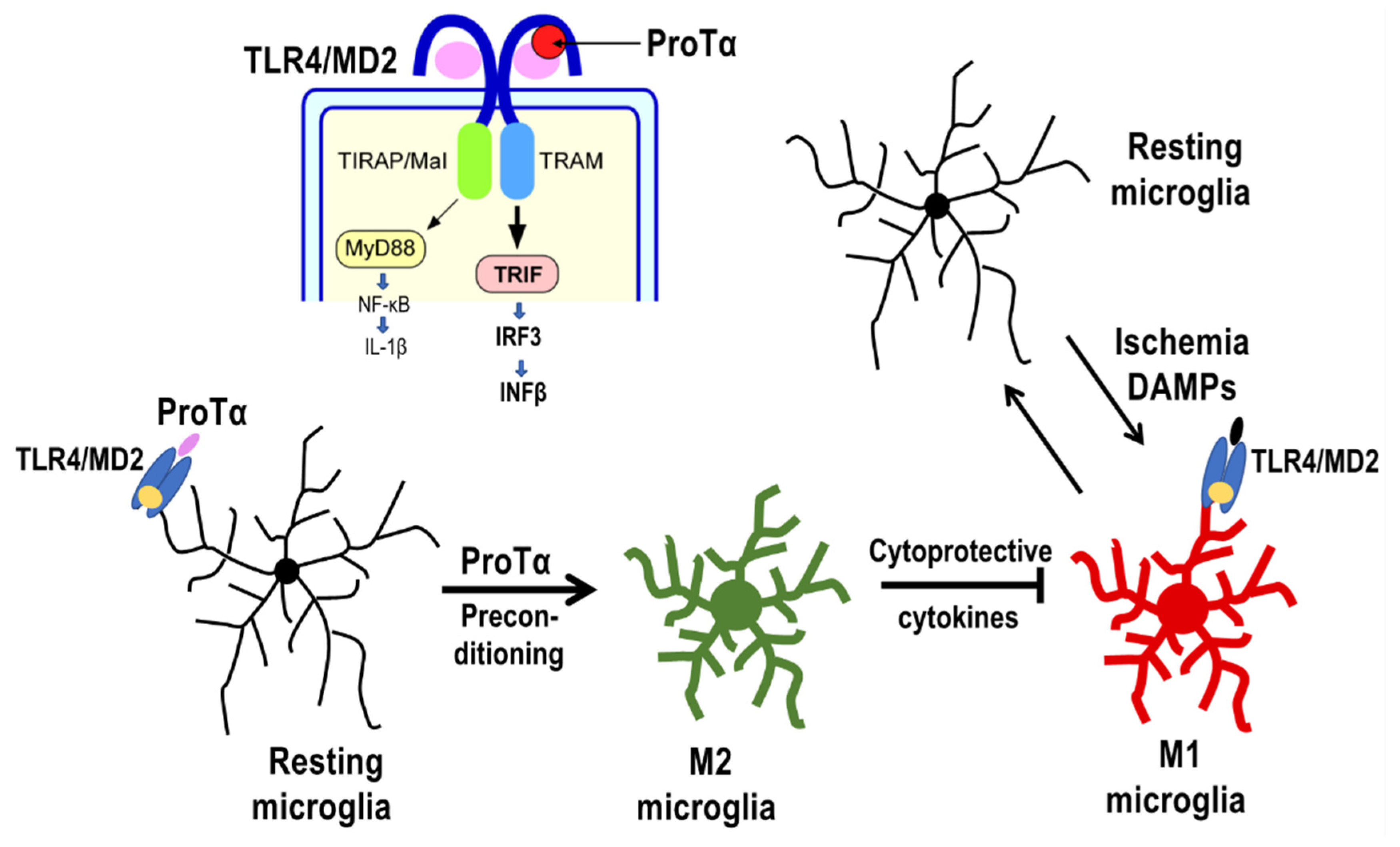 Cells 12 00496 g003 Cells 12 00496 g003