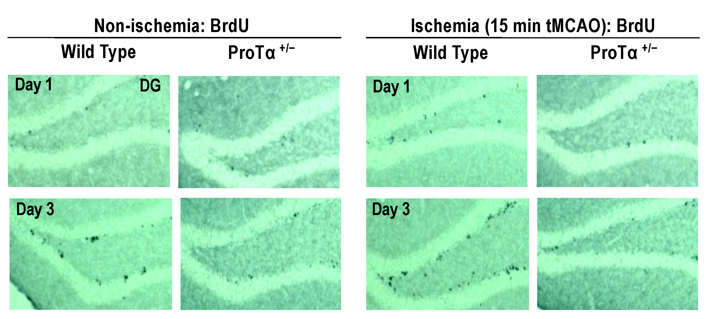 Cells 12 00496 g005 Cells 12 00496 g005
