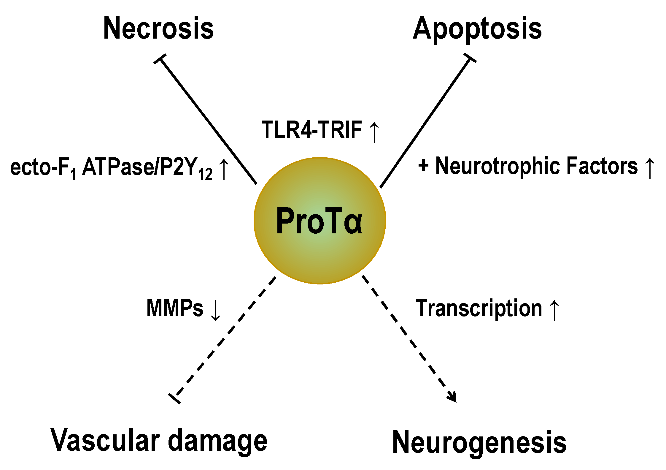 Cells 12 00496 g006 Cells 12 00496 g006