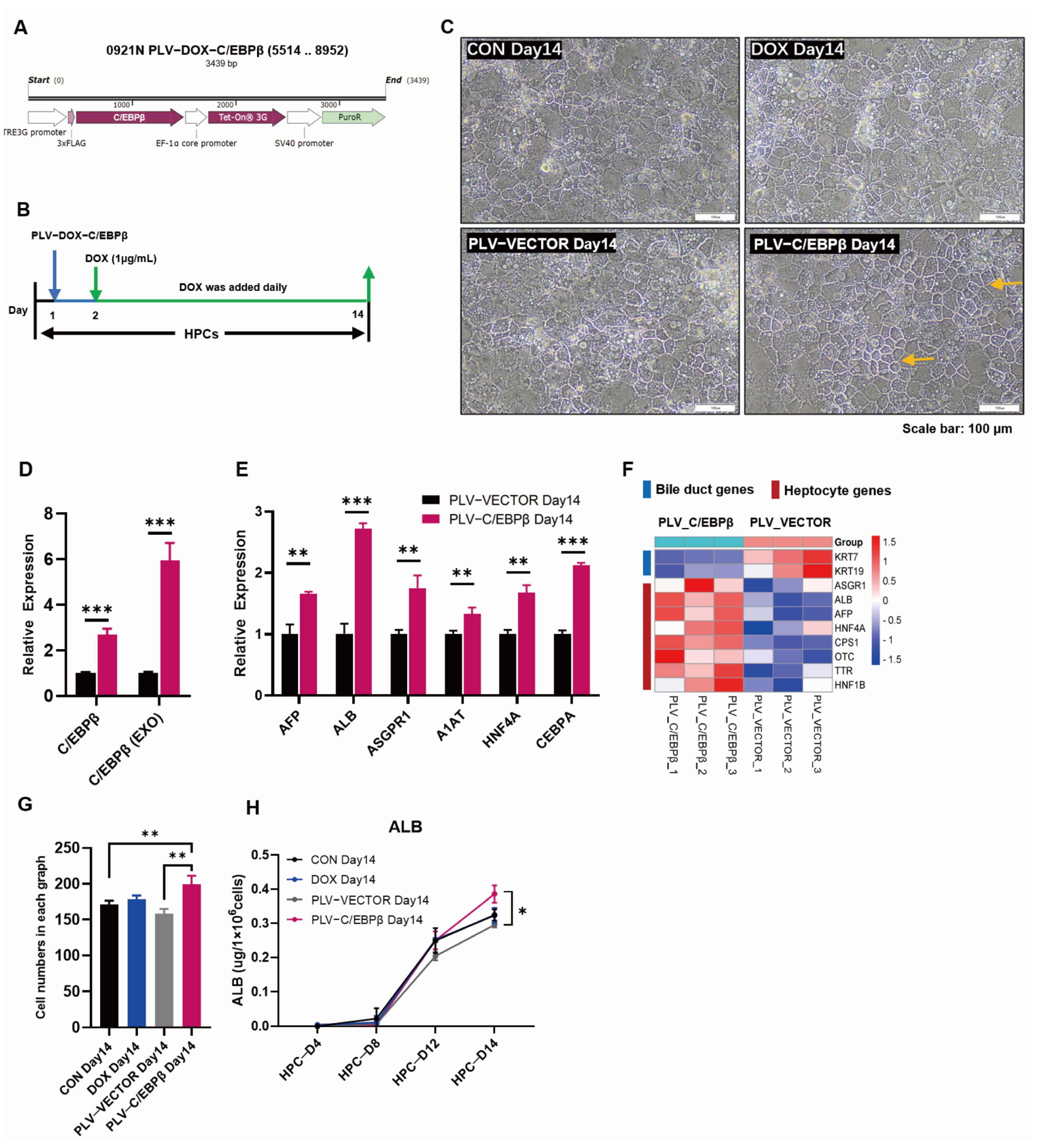 Cells 12 00497 g002 Cells 12 00497 g002